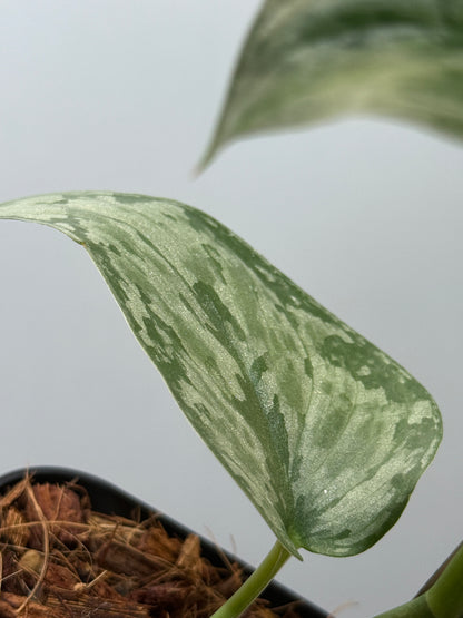 スキンダプサス ダーク クラウド Sp. ボルネオ / Scindapsus Dark cloud Sp. borneo (2)