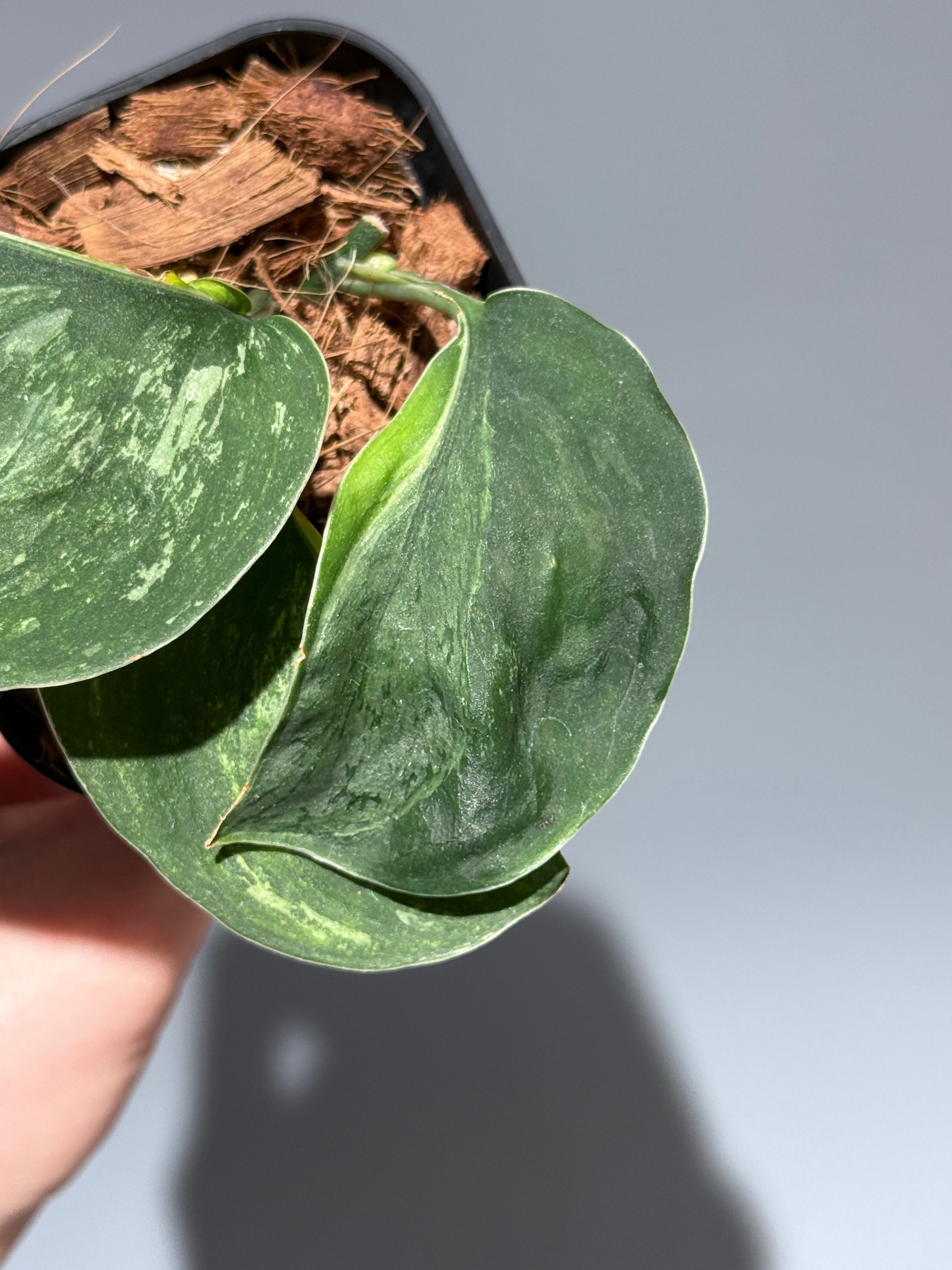 スキンダプサス シルバースプラッシュ ミューテーション/ Scindapsus Silver splash mutation  (1)