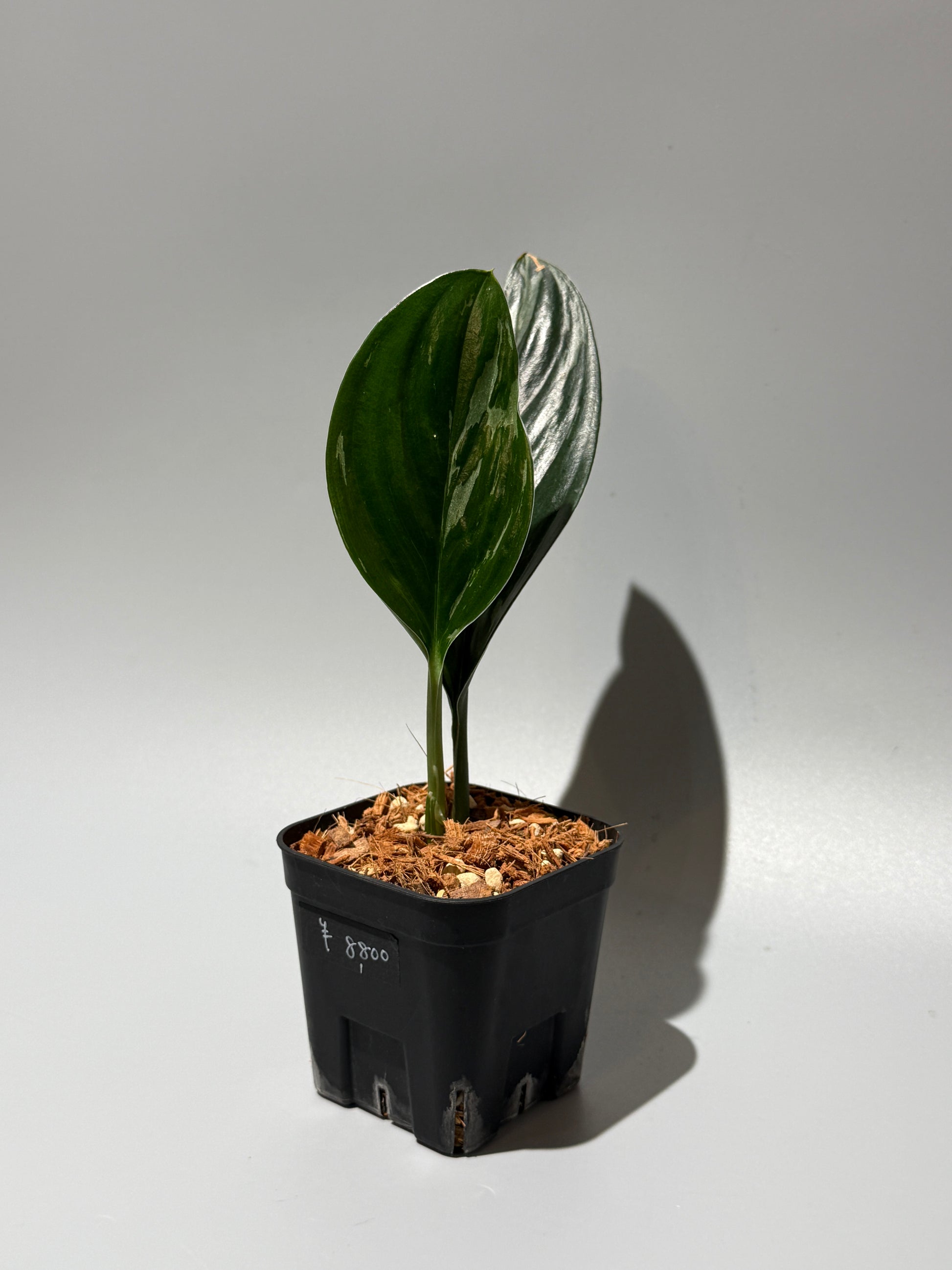 スキンダプサス トレビー ダークフォーム ミューテーション/Scindapsus Treubii darkform mutation (1)