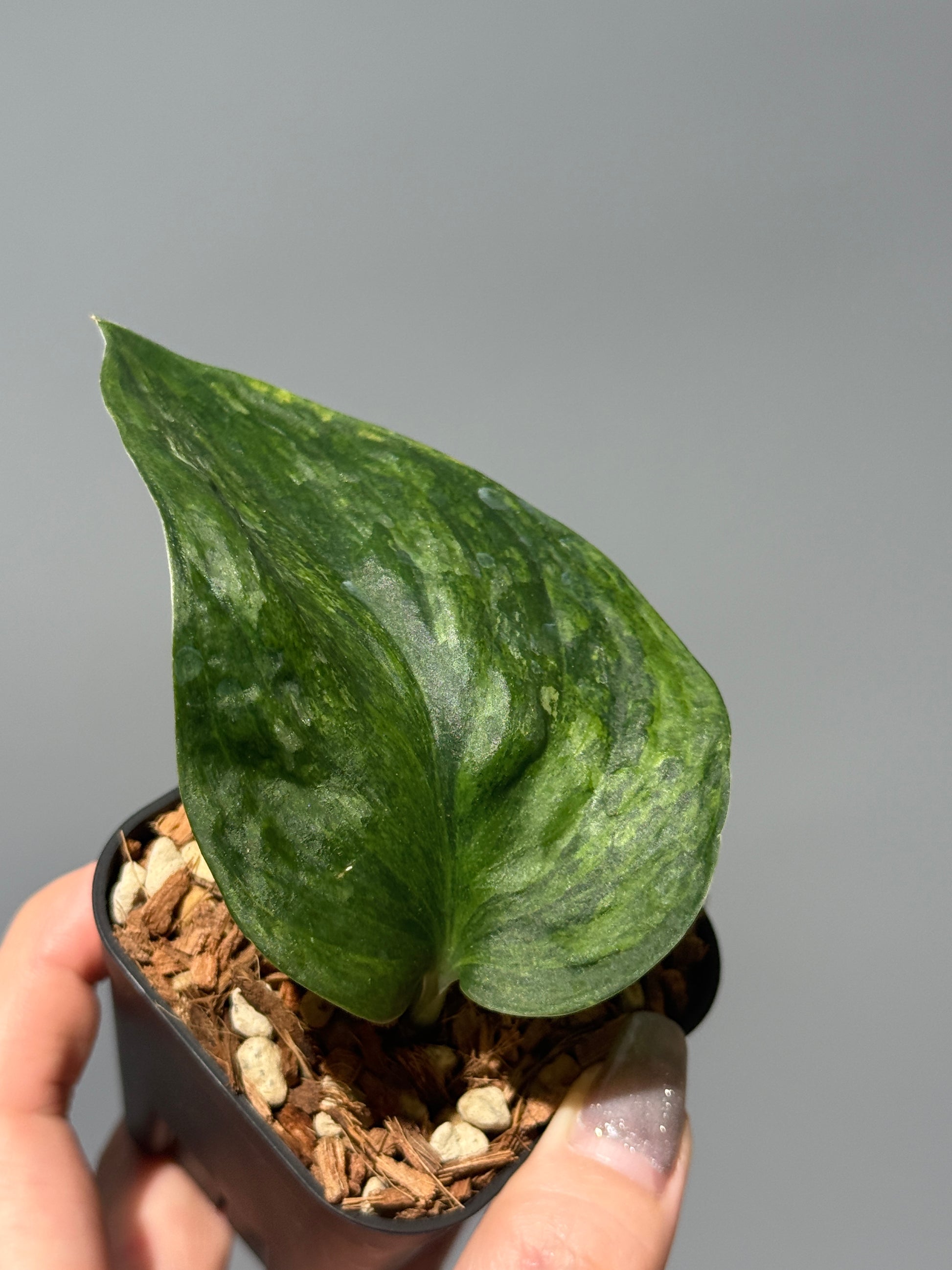 スキンダプサス グリーン ドラゴン / Scindapsus Green dorgon (1)