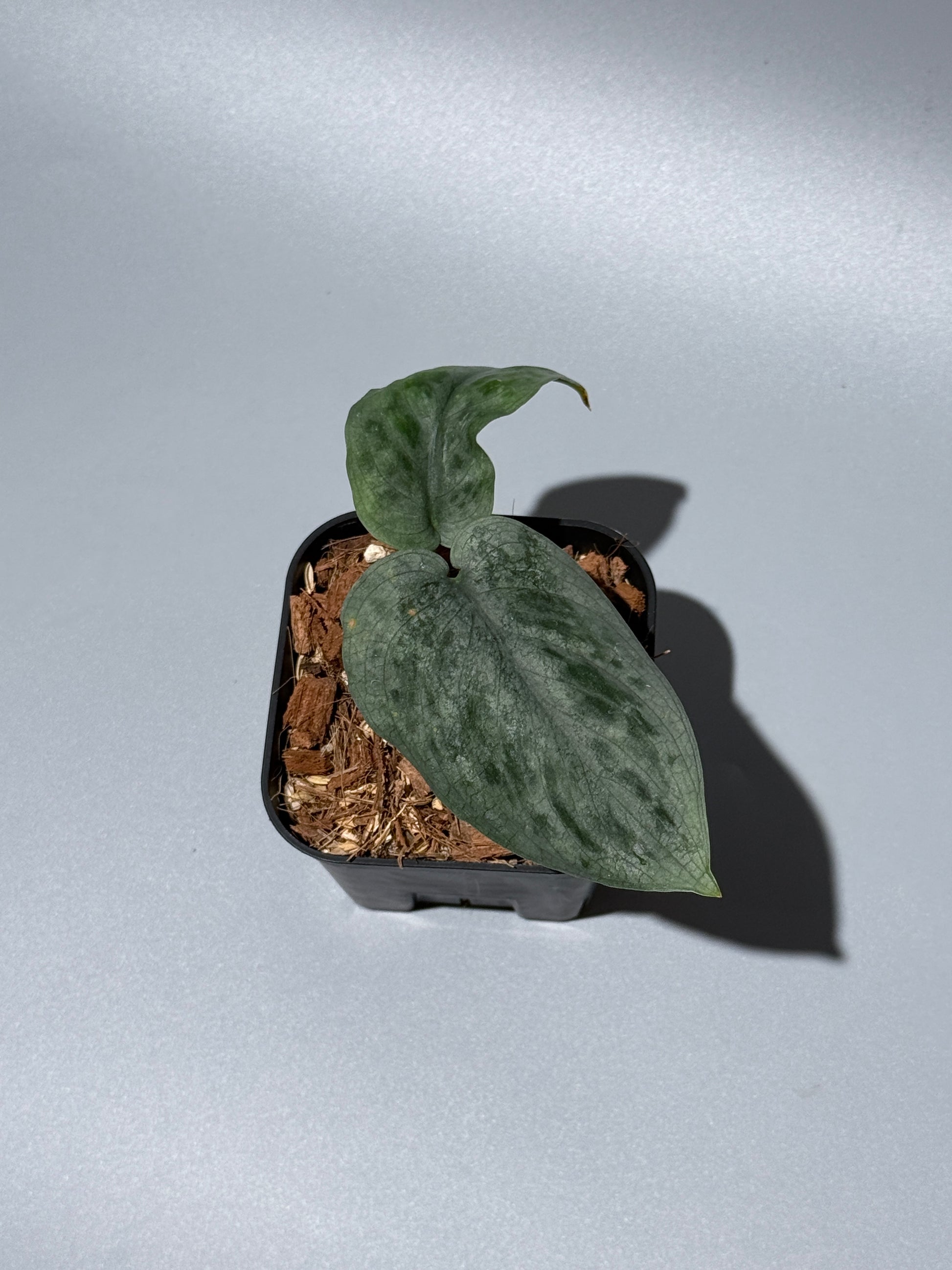 スキンダプサス  タトゥー / Scindapsus Tatoo (2)