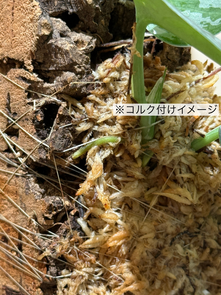 ダプコルク 着生 / DAPCORK CHAKUSEI (5)