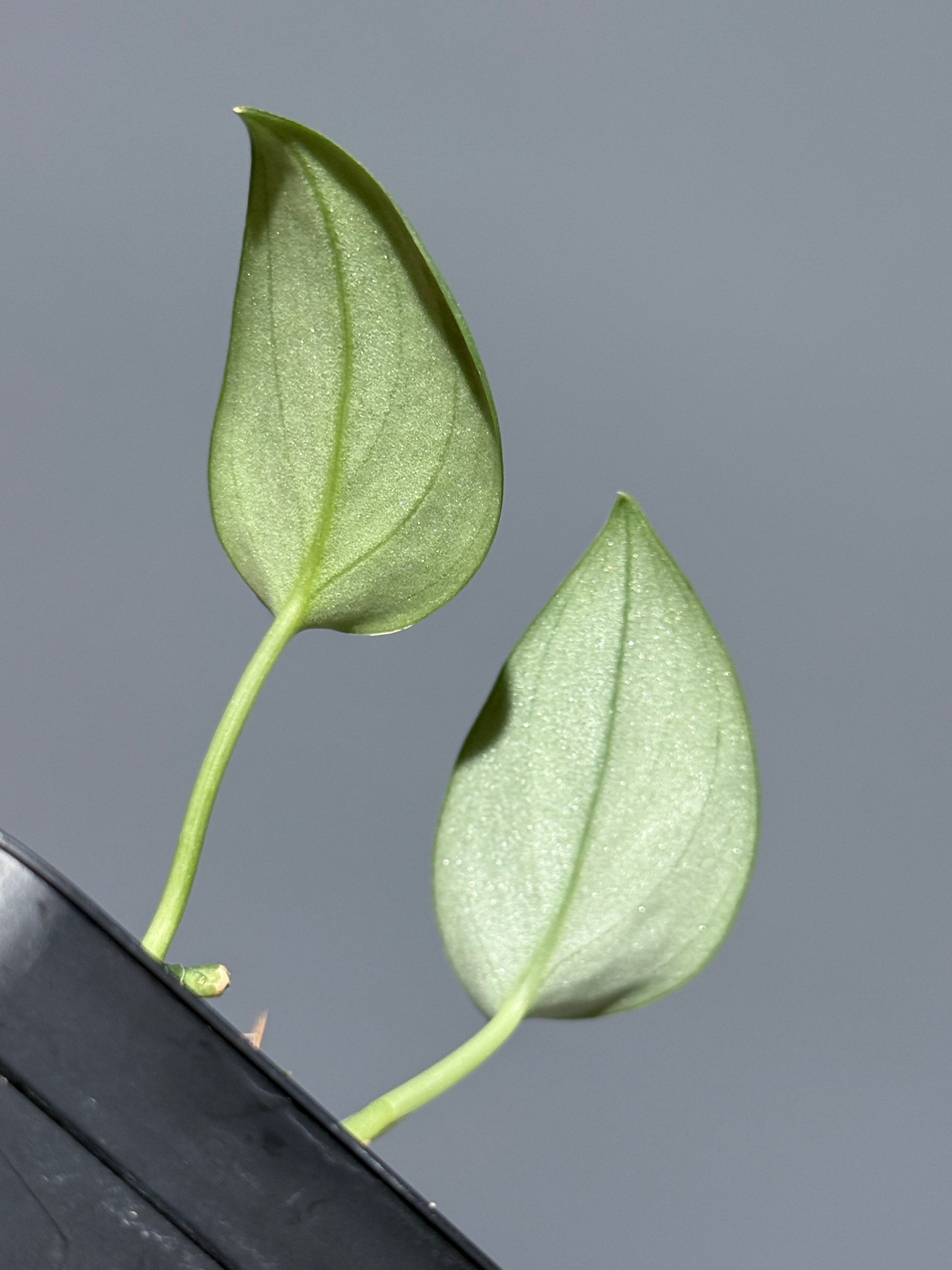 スキンダプサス グリーン アーミー / Scindapsus Green army (1)