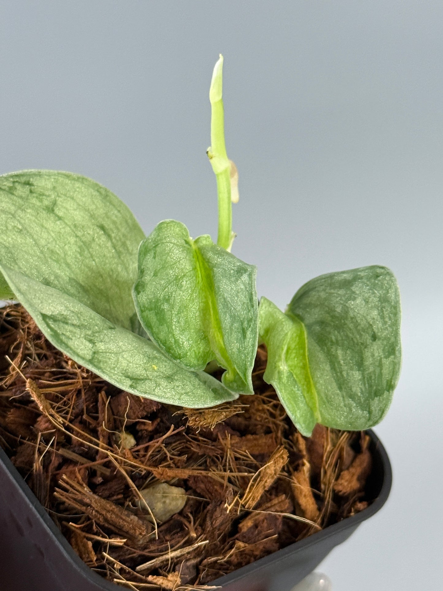 スキンダプサス ウィアード / Scindapsus Weirdo (2)