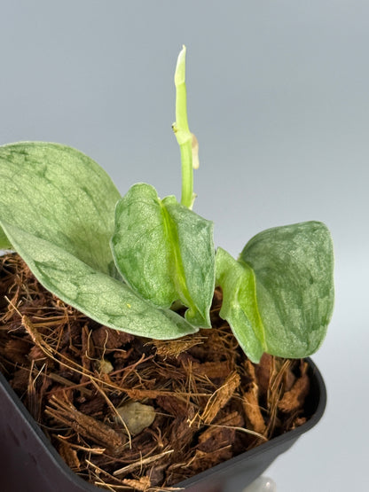 スキンダプサス ウィアード / Scindapsus Weirdo (2)