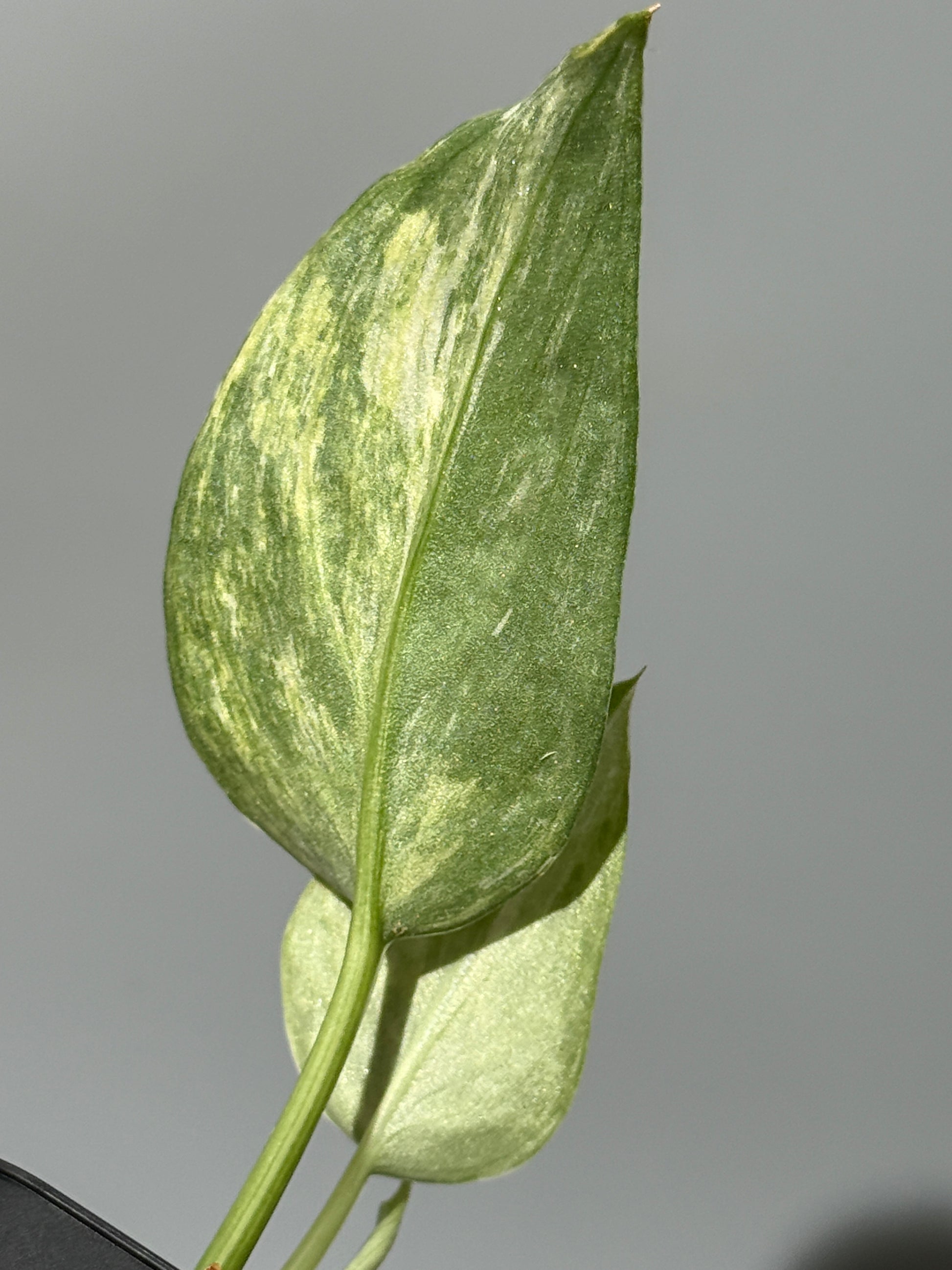 スキンダプサス エキゾチカ カーリー トリカラー  / Scindapsus Exotica curly toricolor (1)