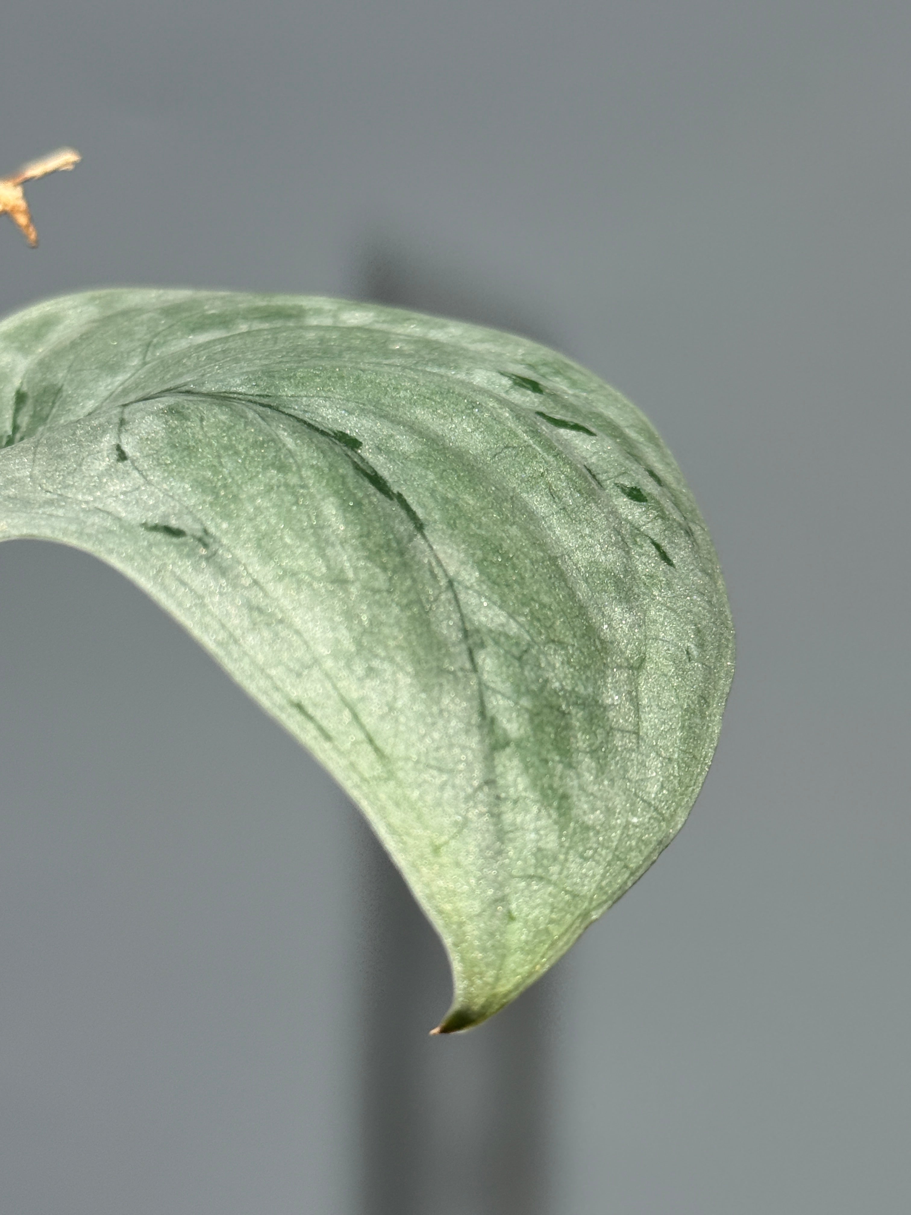 All Plants – Nakayama-Plants
