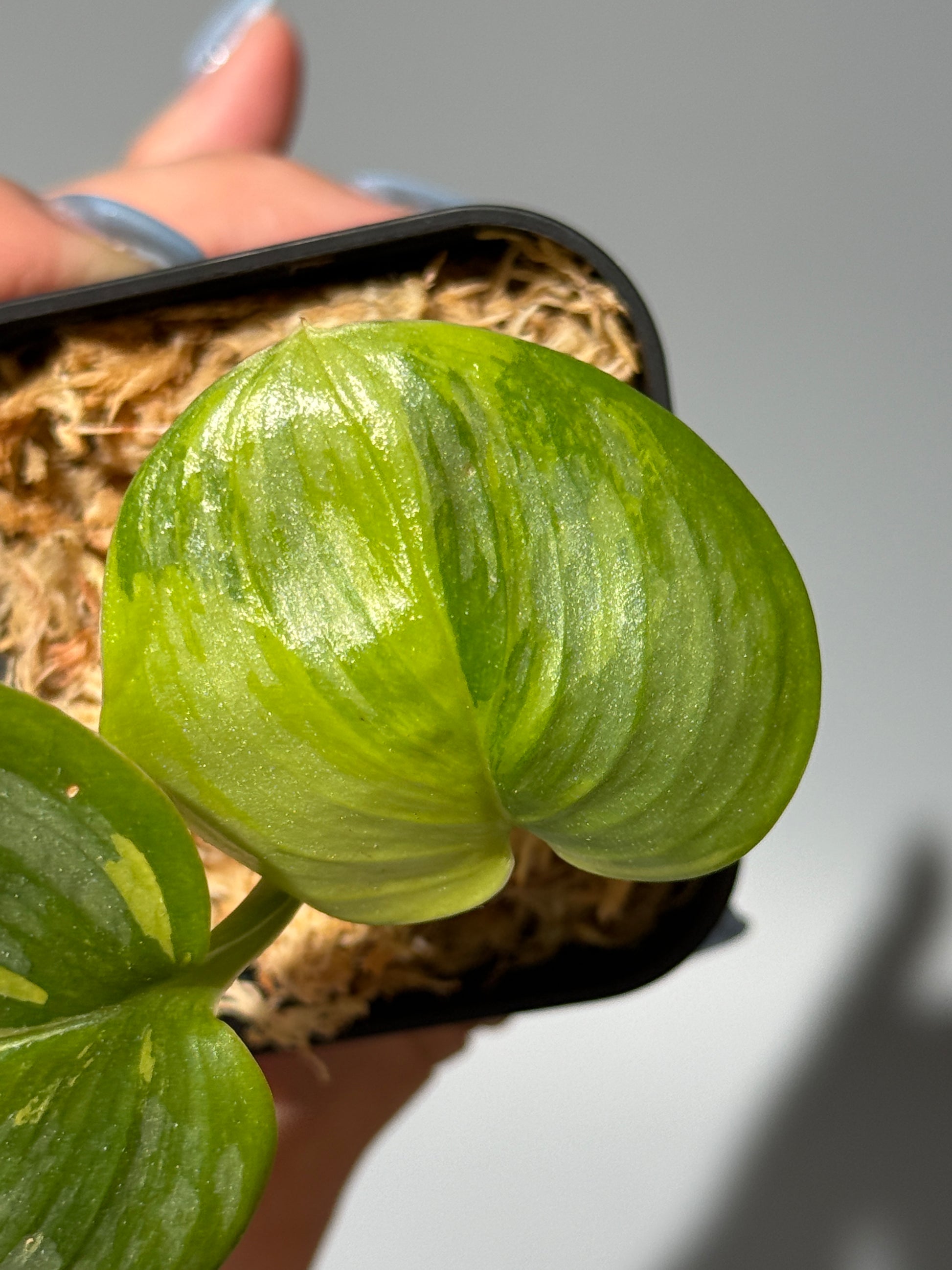 スキンダプサス ルビコン 斑入り  / Scindapsus Rubicon var.  (1)