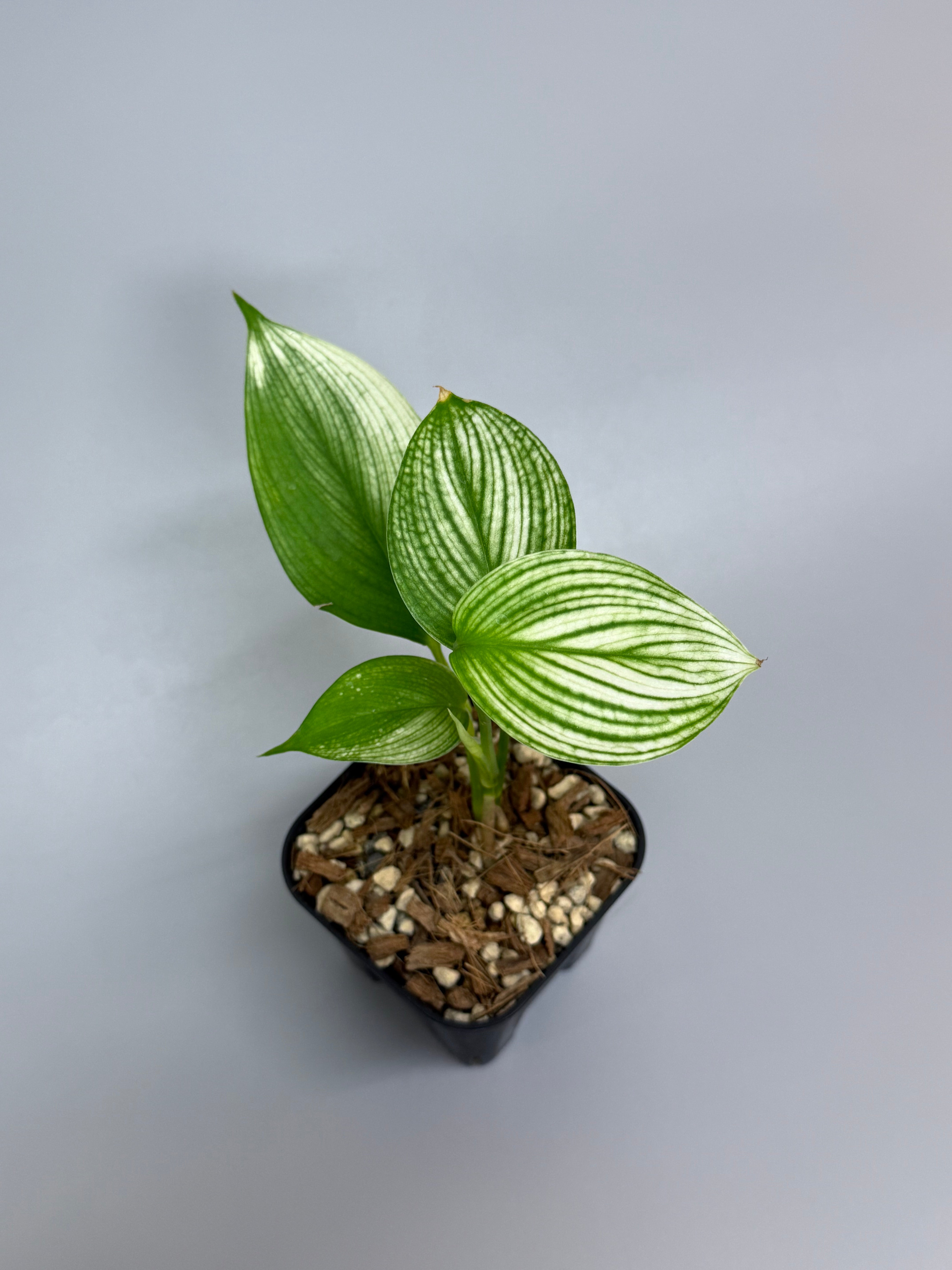 スキンダプサス ホワイトモンスター / Scindapsus whitemonster (2