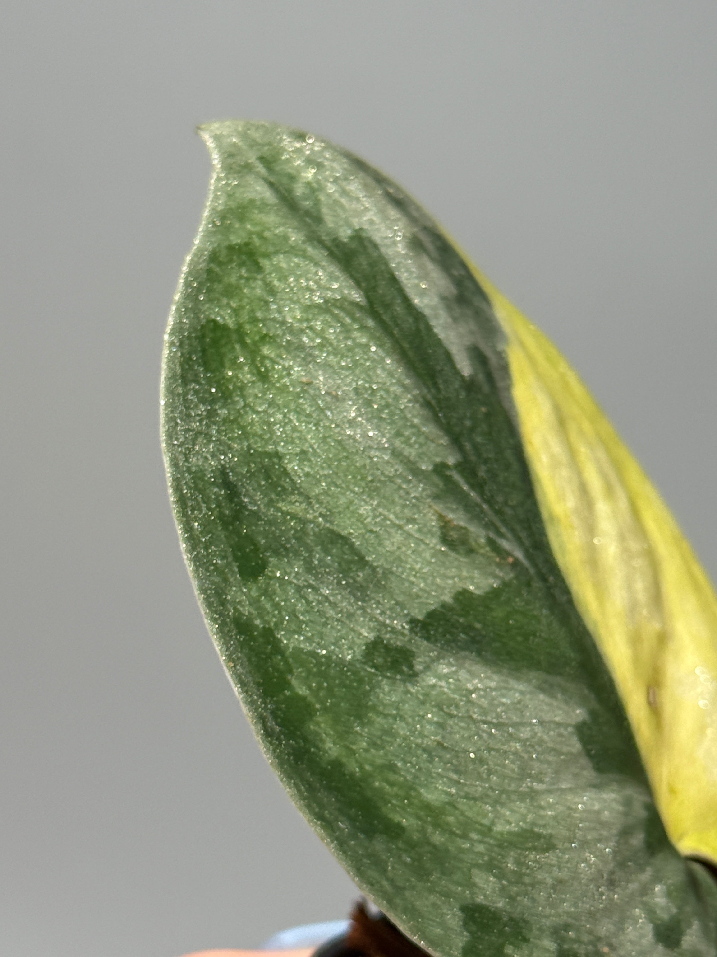 商品 – Page 3 – Nakayama-Plants