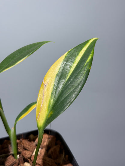 スキンダプサス コリアセウス イエロー / Scindapsus coriaceus yellow (2)