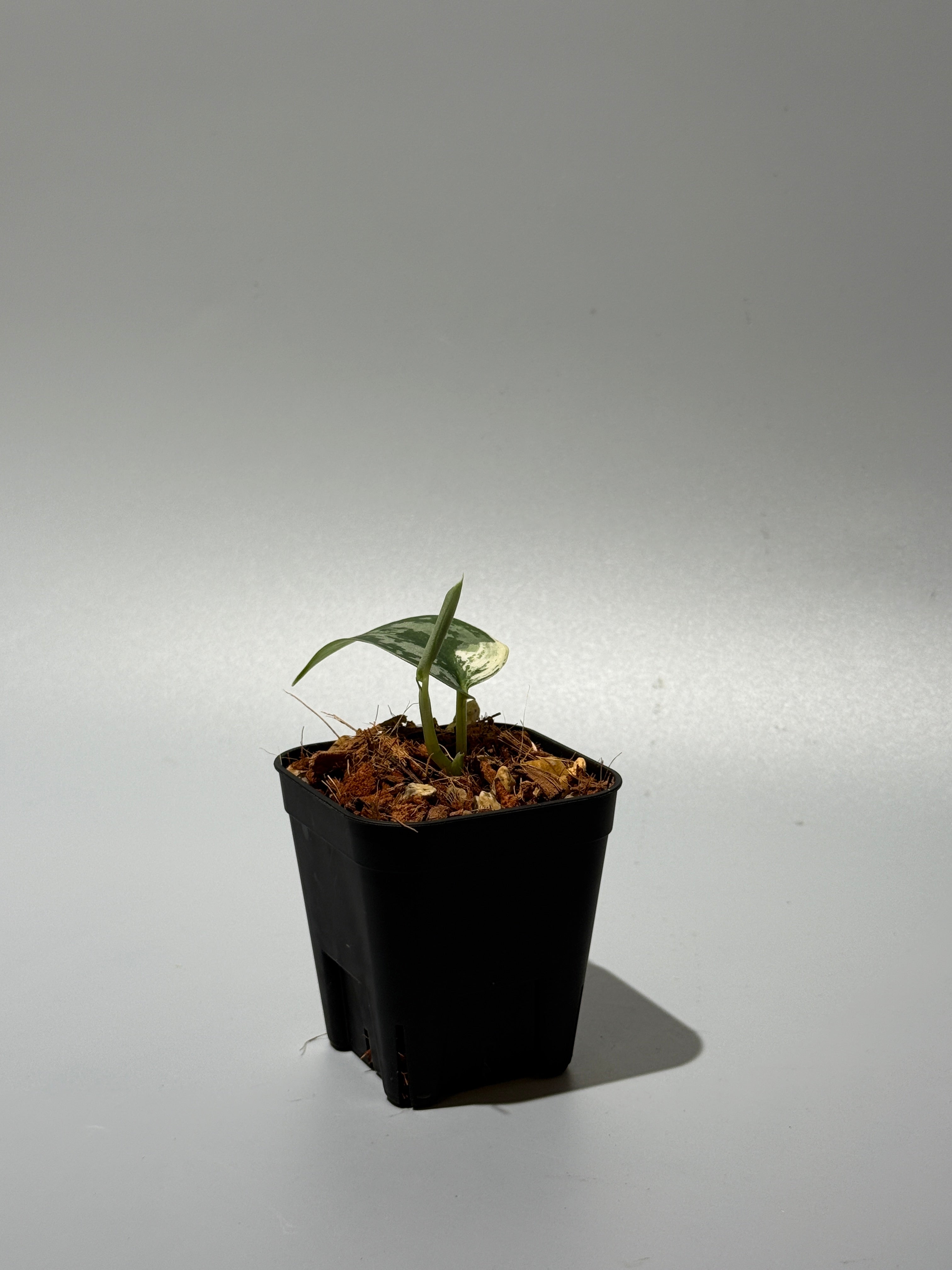 スキンダプサス マヤリ / Scindapsus mayari (1) – Nakayama-Plants