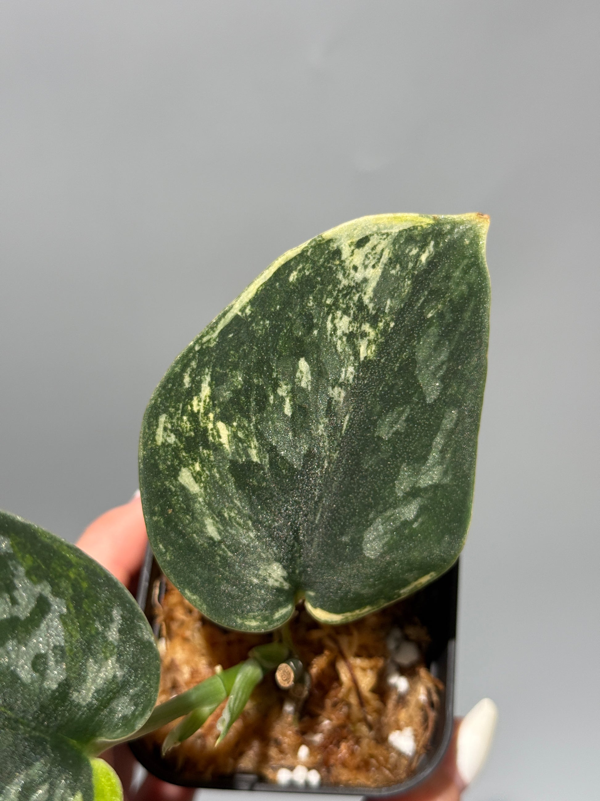 スキンダプサス グリーン ダイヤモンド / Scindapsus Green diamond (1)