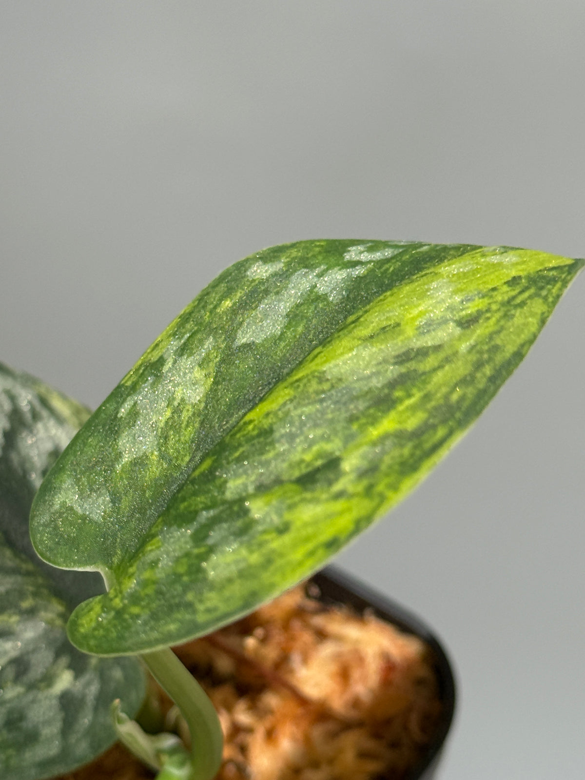 スキンダプサス グリーン ダイヤモンド / Scindapsus Green diamond (1)