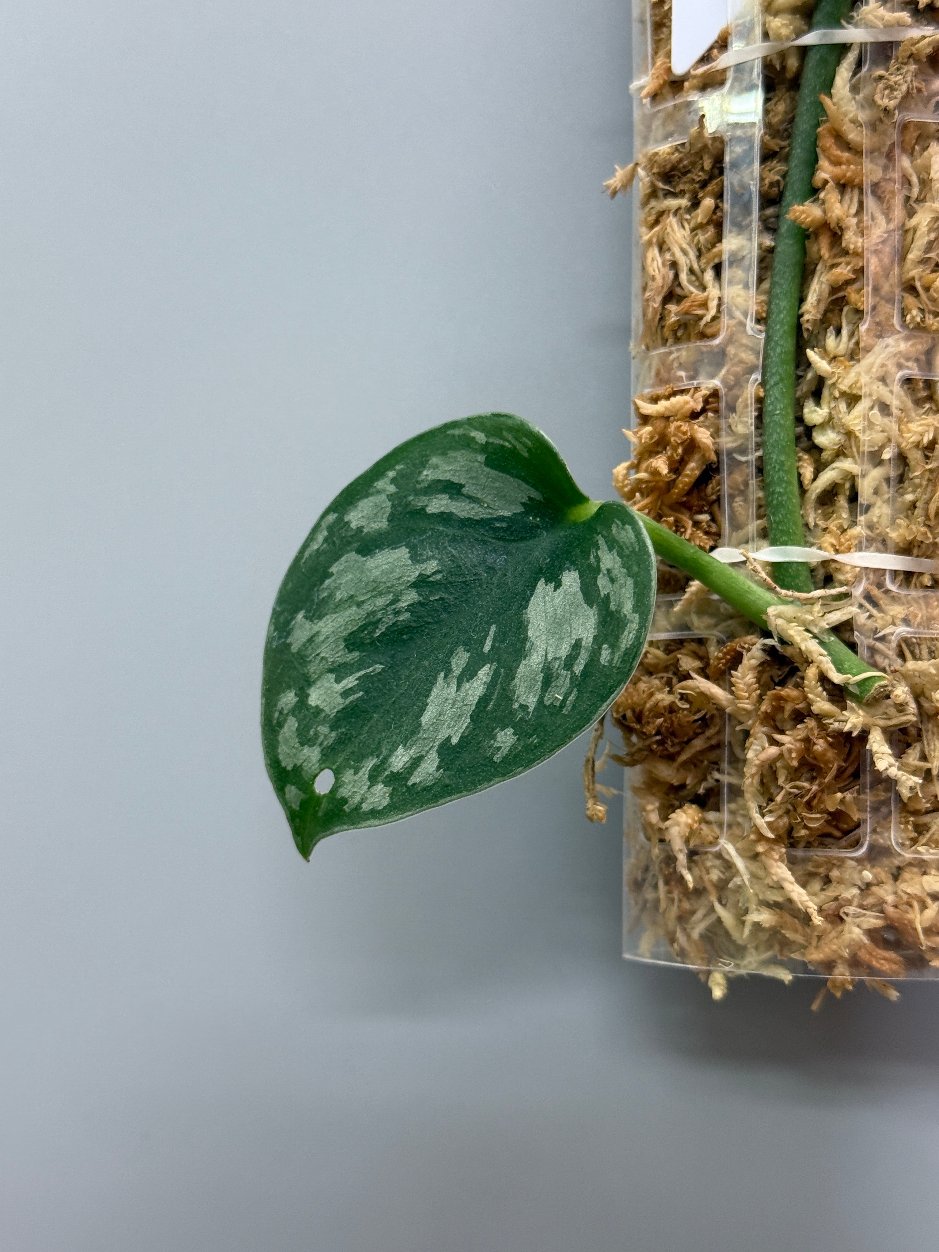 スキンダプサス ダークプリンセス / Scindapsus Dark princess (1