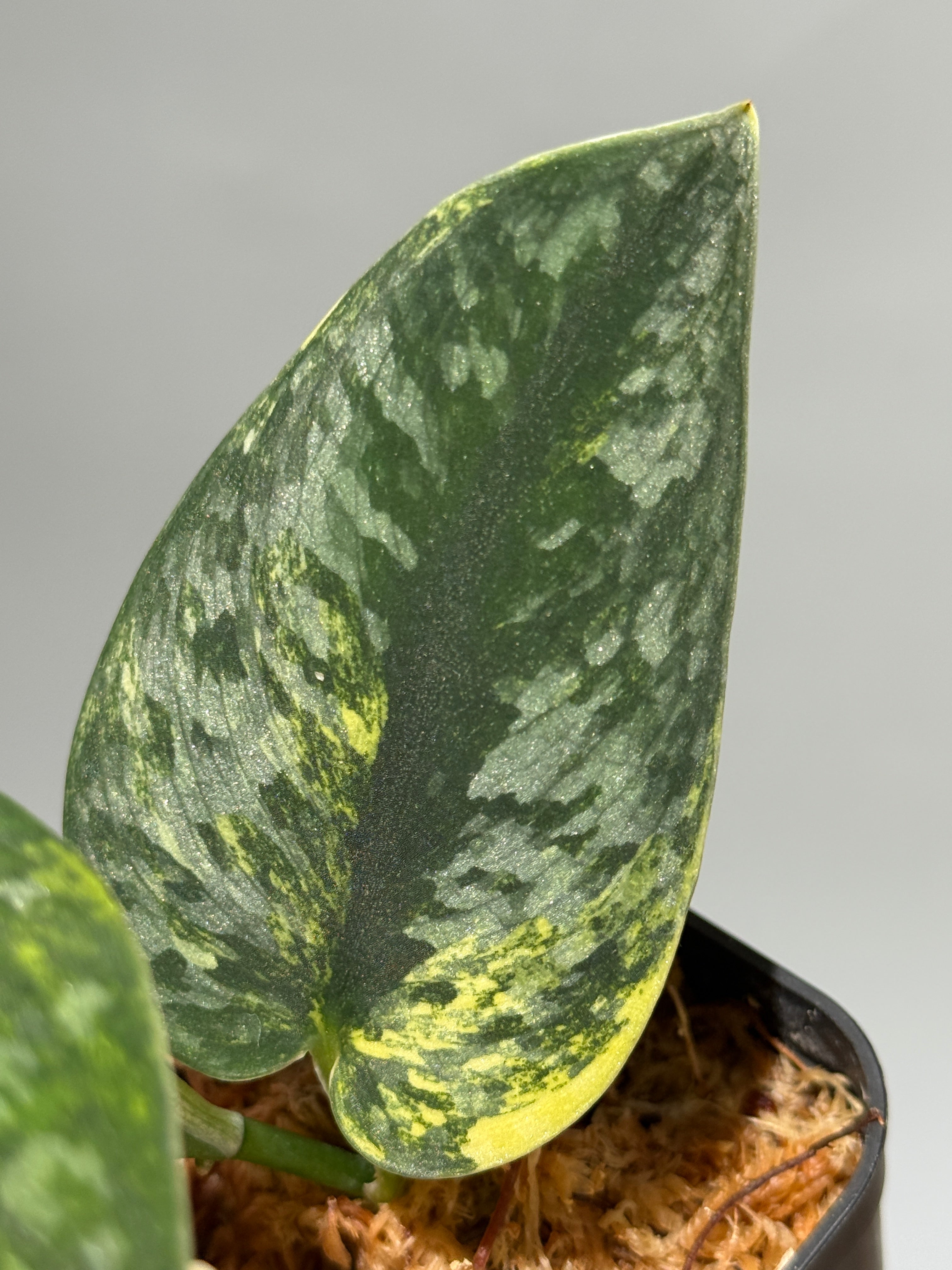 スキンダプサス グリーンダイヤモンド　2 スキンダプサス グリーン ダイヤモンド / Scindapsus Green diamond (1