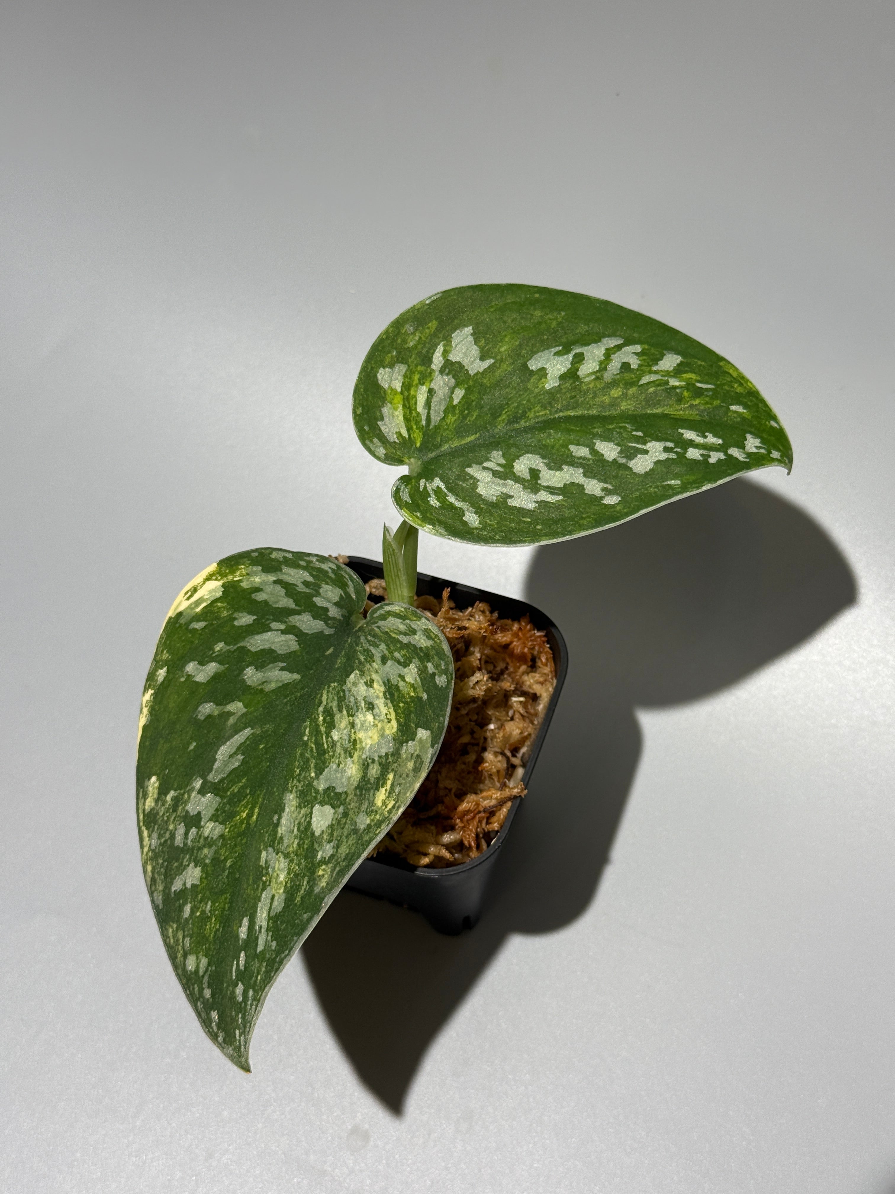 スキンダプサス ゼオン / Scindapsus Zeon (1) – Nakayama-Plants