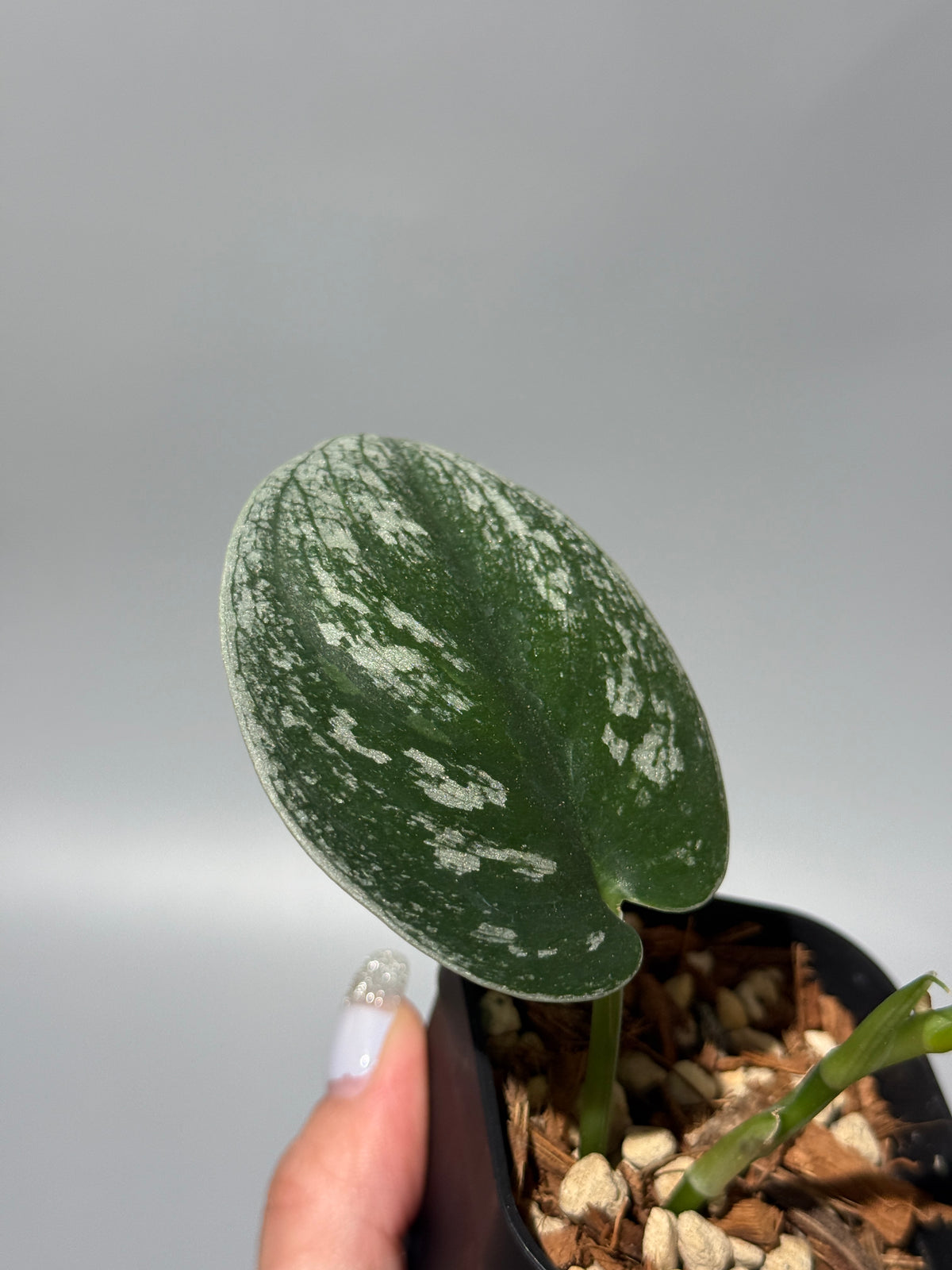 スキンダプサス  Sp.カリマンタン / Scindapsus Sp.Kalimantan (1)