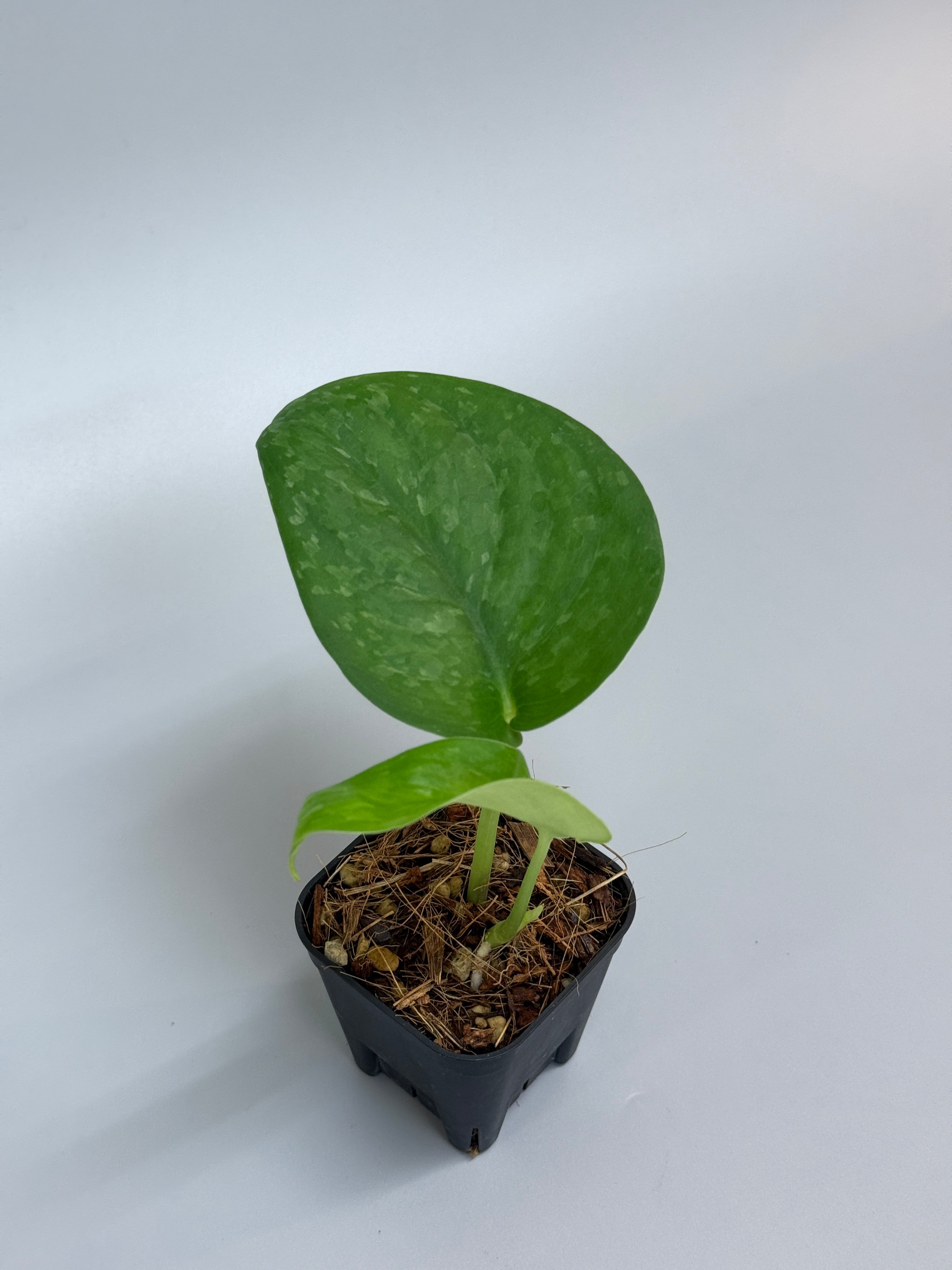 All Plants – Page 2 – Nakayama-Plants