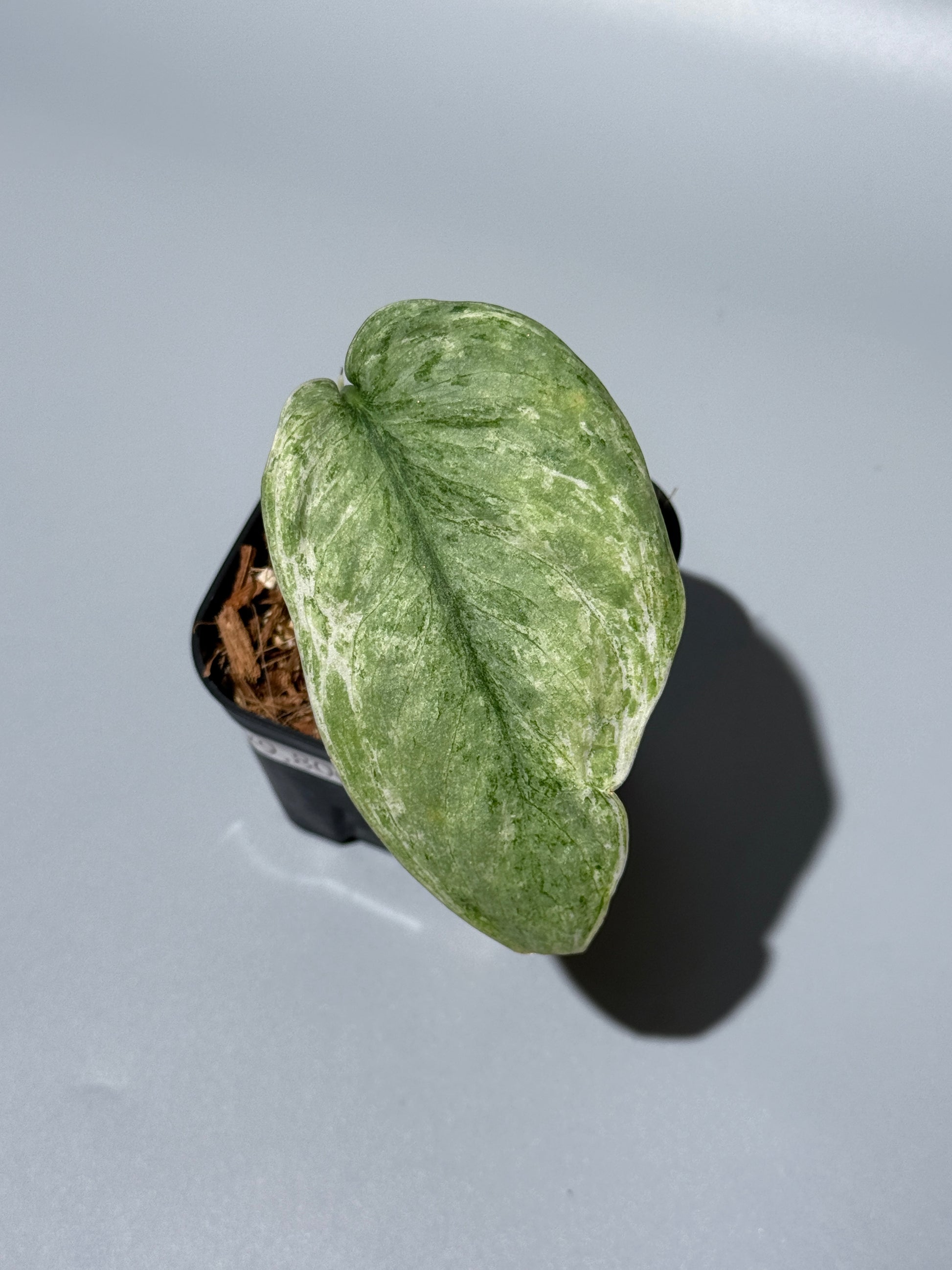 スキンダプサス ブルー スカイ/Scindapsus Blue sky  (1)