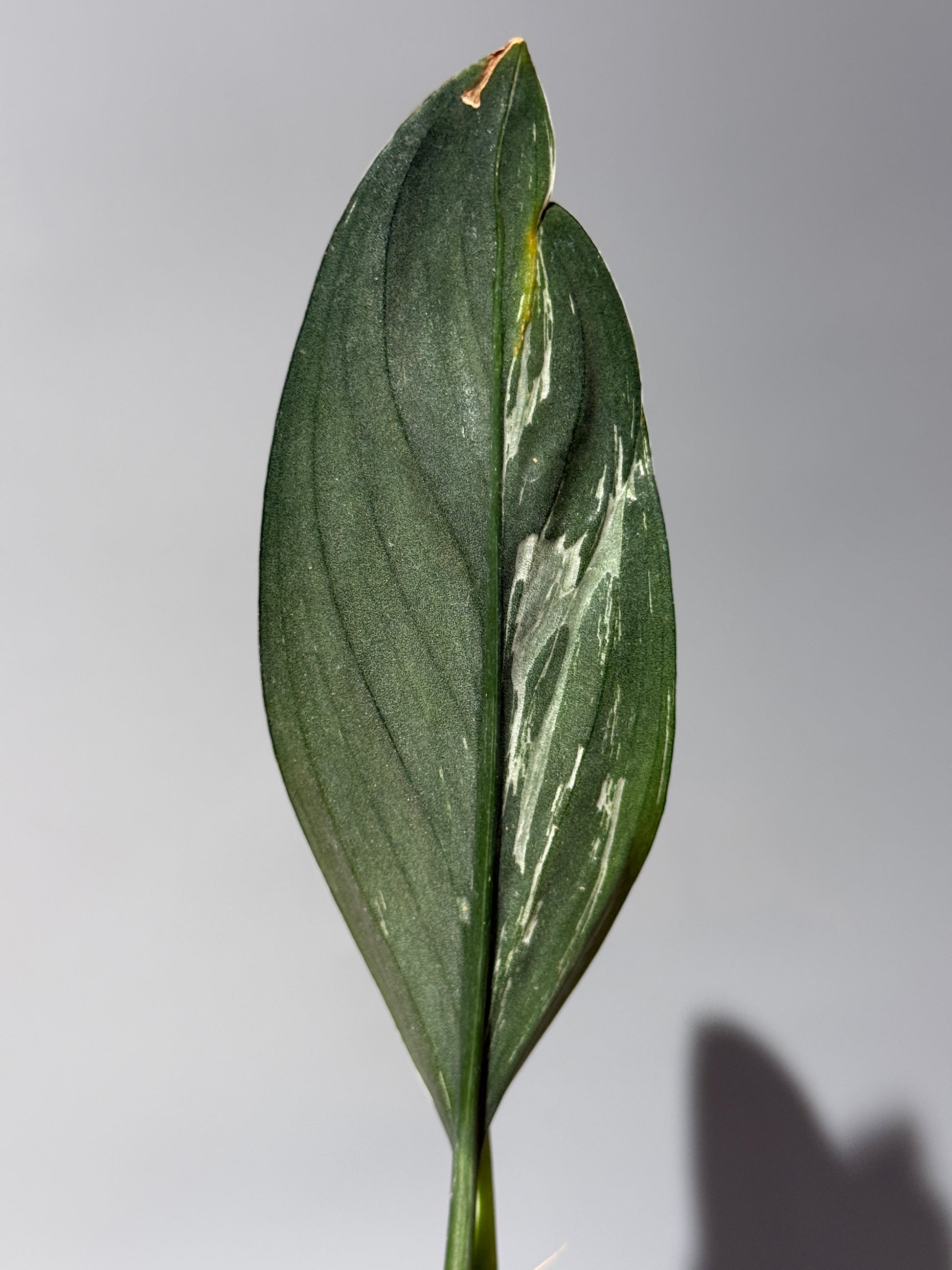 スキンダプサス トレビー ダークフォーム ミューテーション/Scindapsus Treubii darkform mutation (1)
