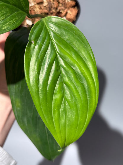 スキンダプサス ペラケンシス  / Scindapsus Perakensis (2)