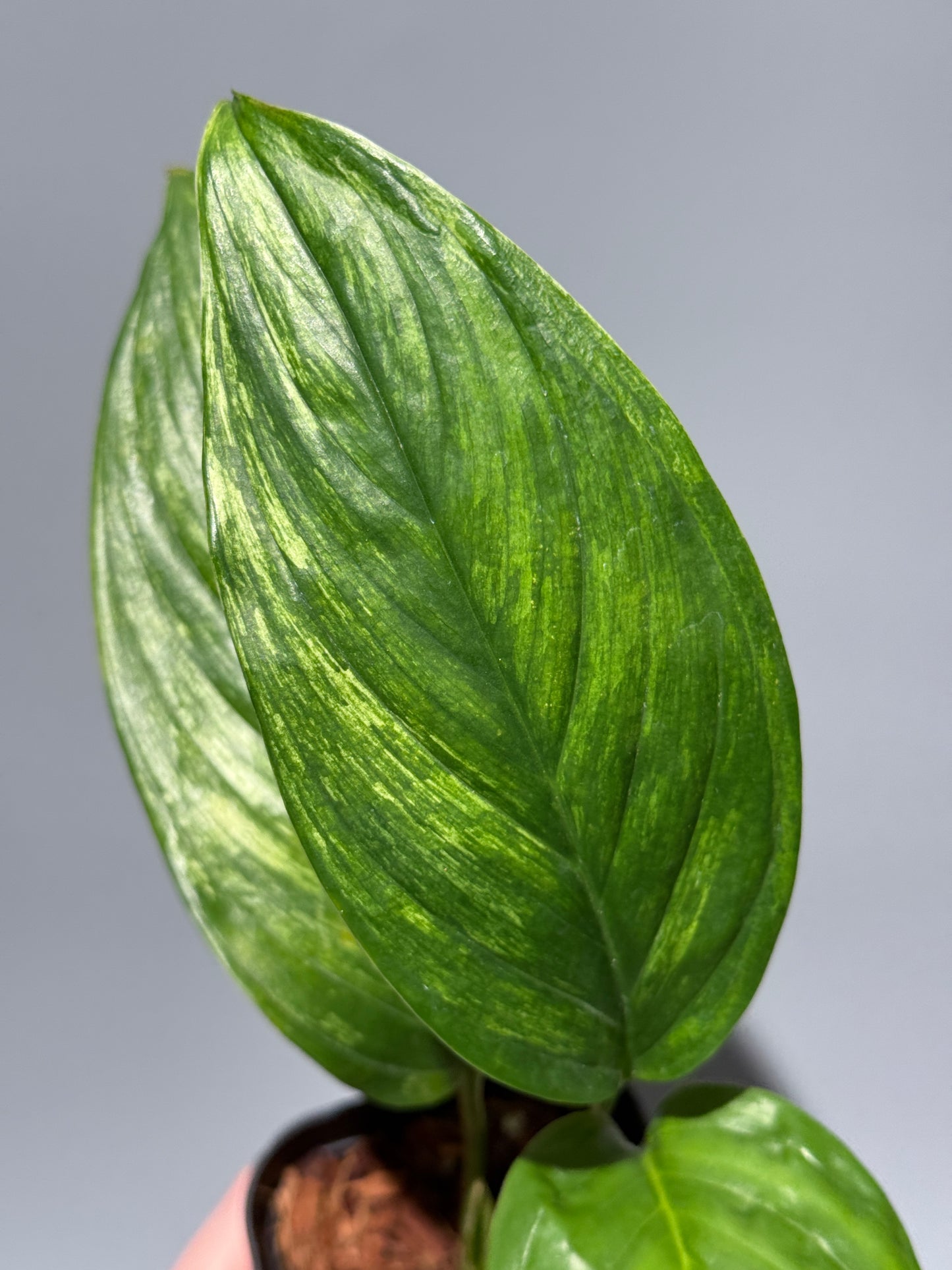 スキンダプサス ペラケンシス  / Scindapsus Perakensis (1)