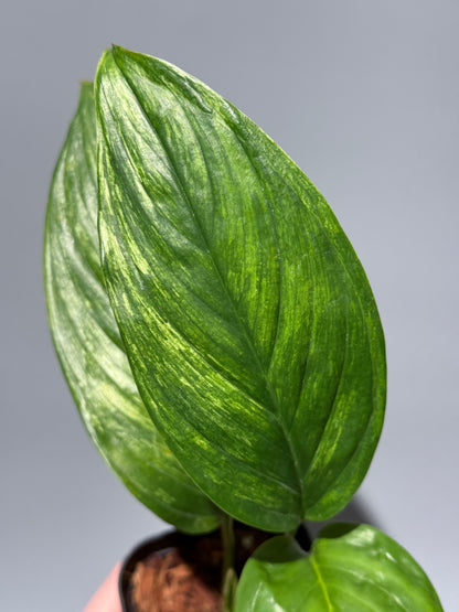 スキンダプサス ペラケンシス  / Scindapsus Perakensis (1)