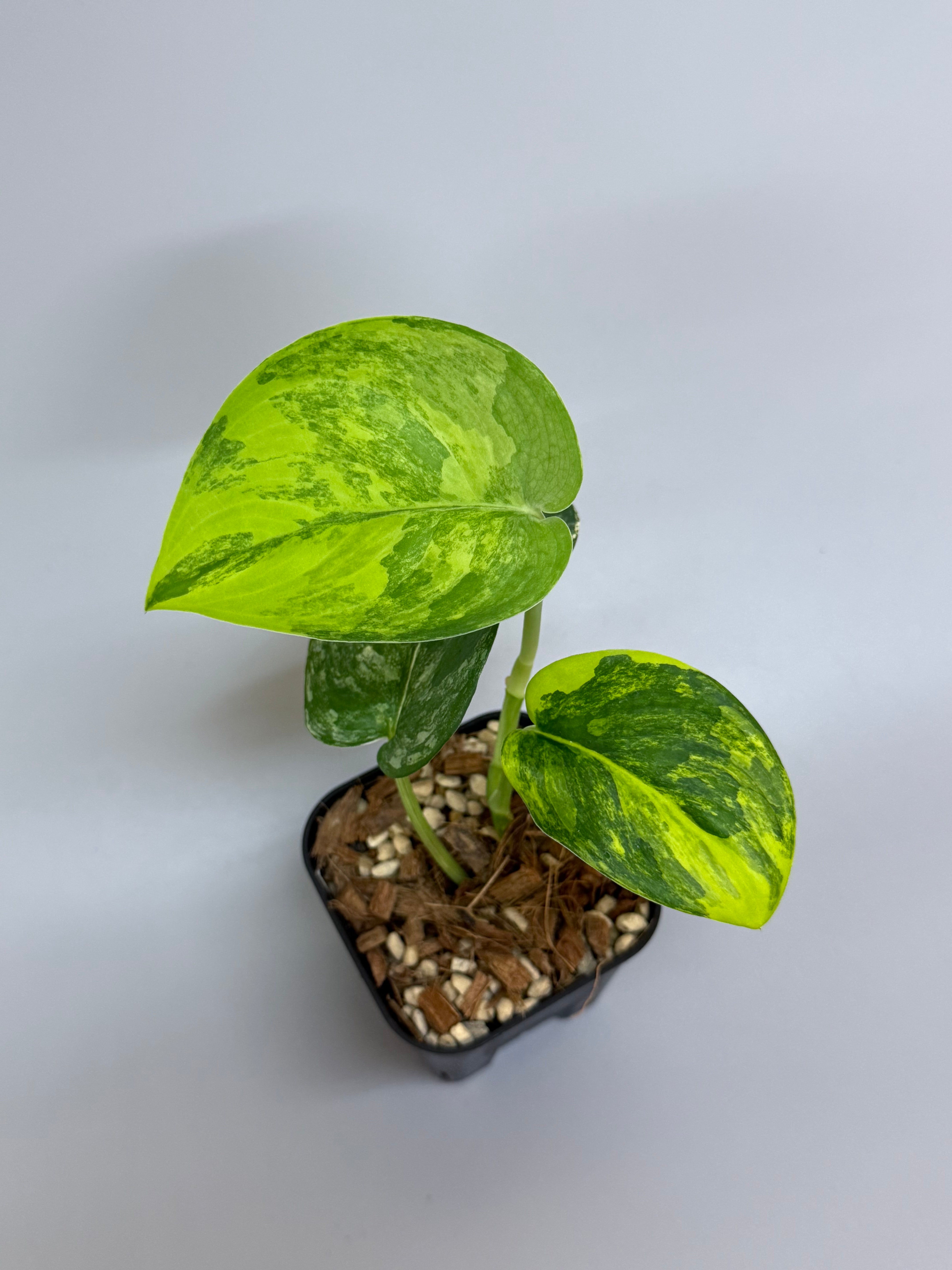 All Plants – Nakayama-Plants