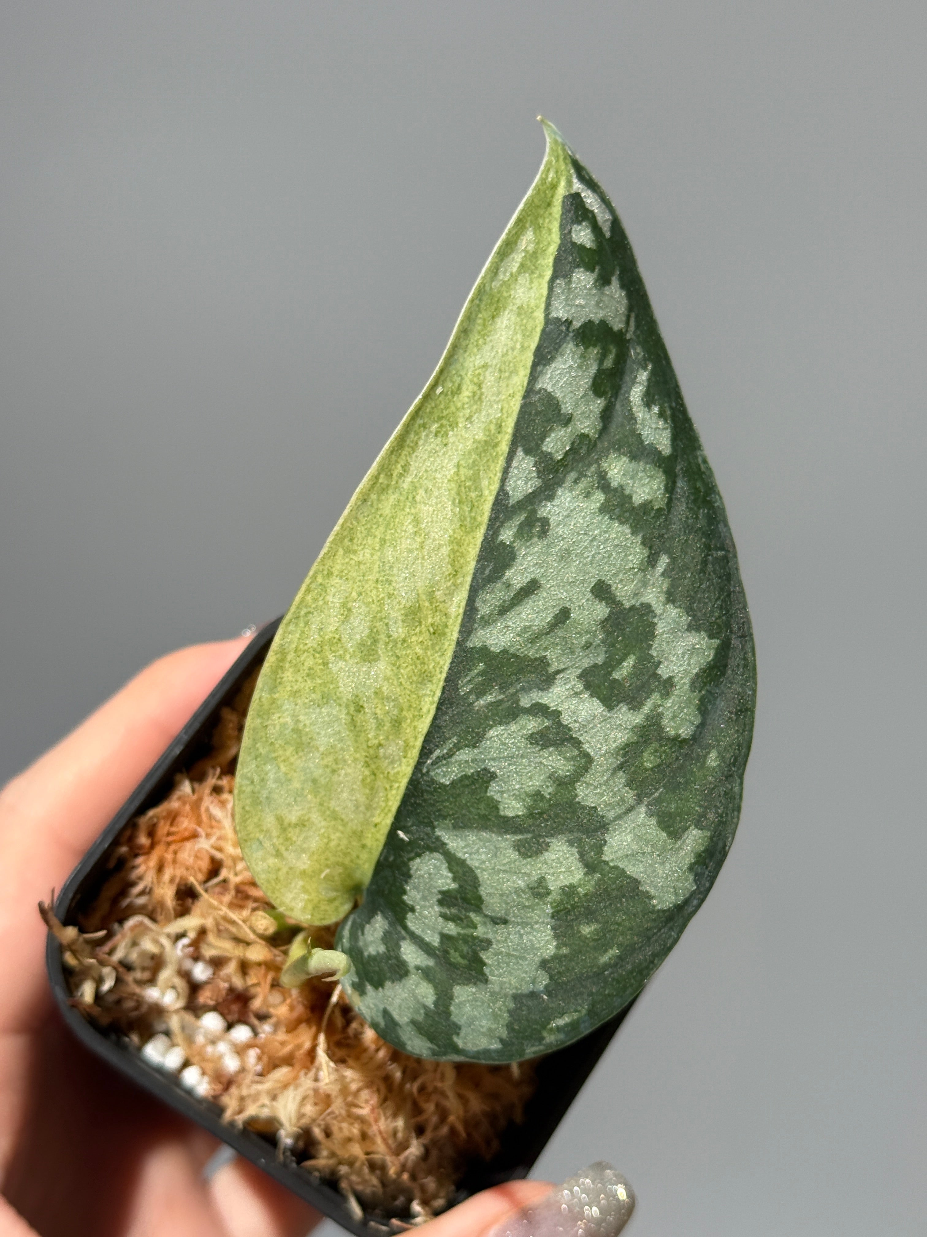 All Plants – Nakayama-Plants