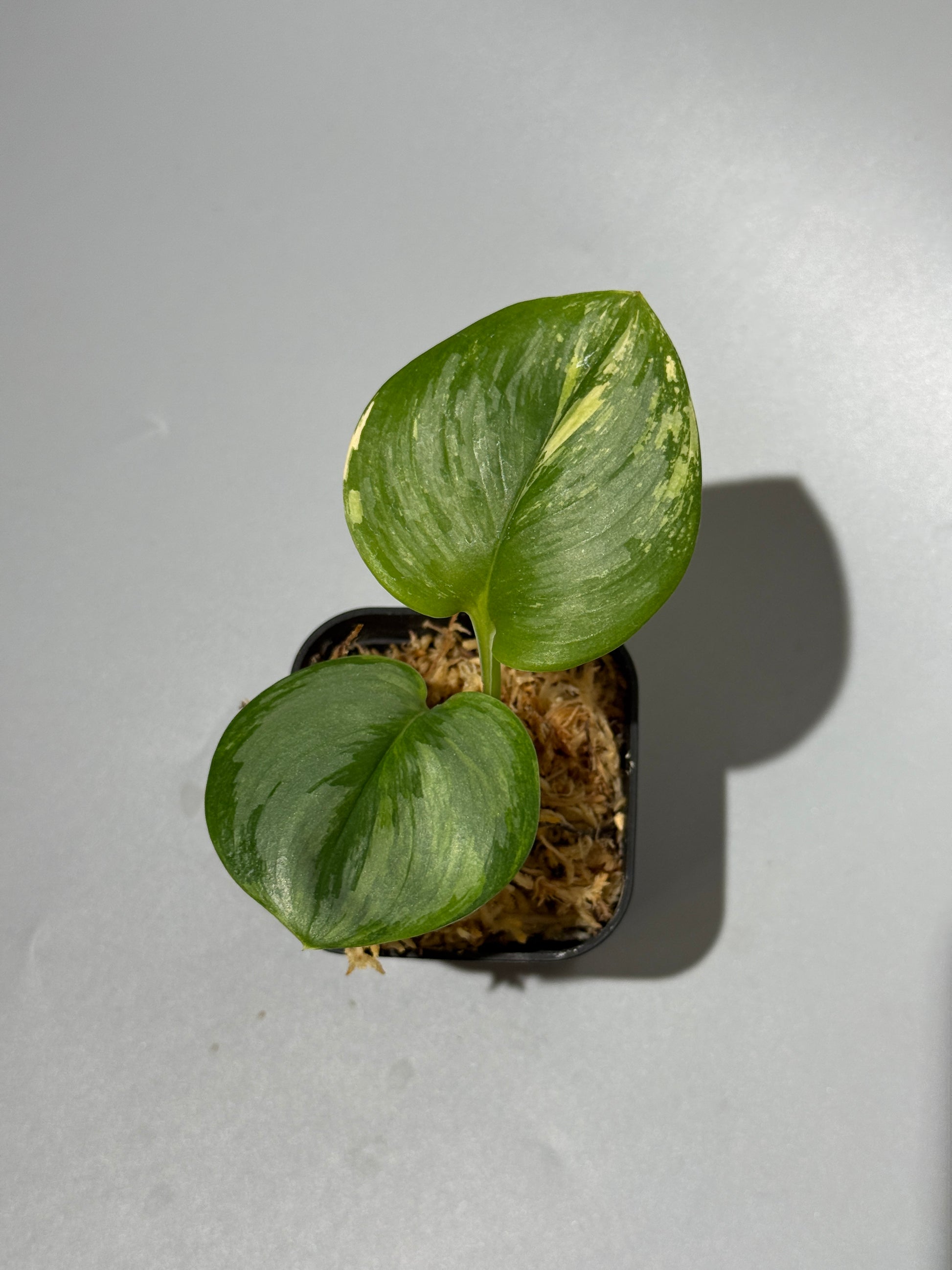 スキンダプサス ルビコン 斑入り  / Scindapsus Rubicon var.  (1)