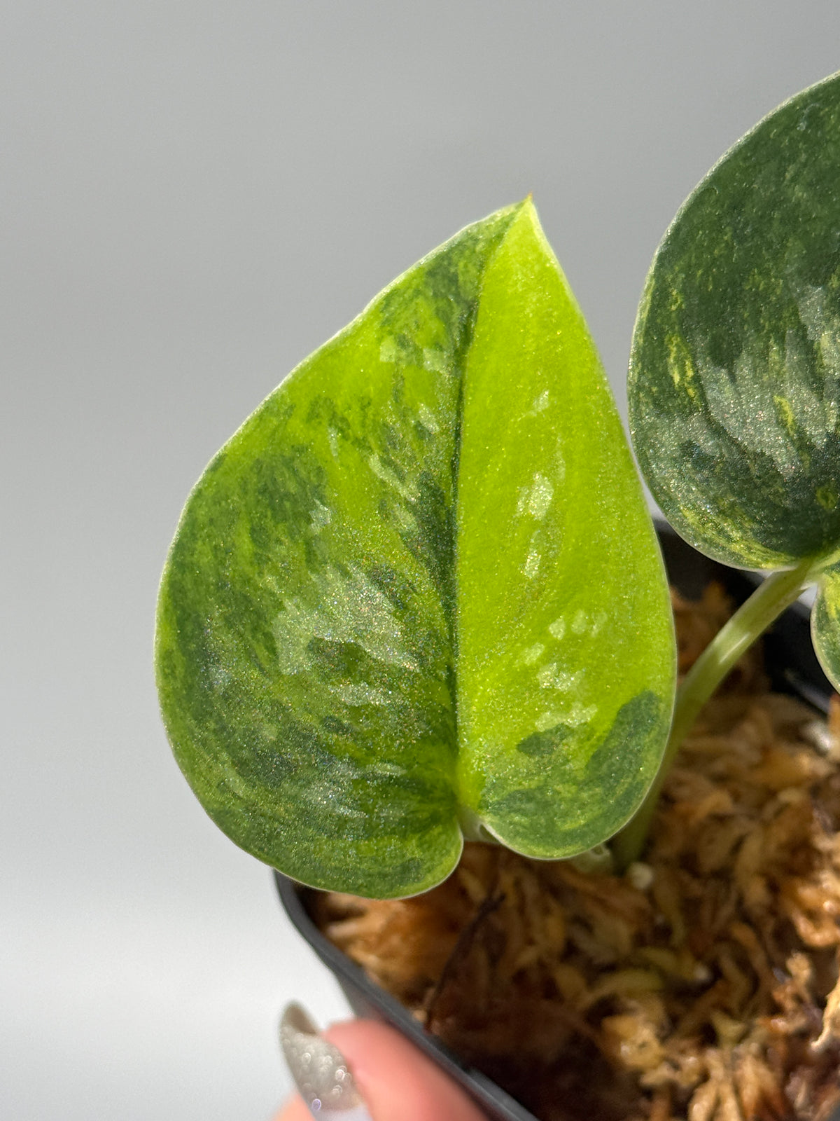 スキンダプサス グリーン ダイヤモンド / Scindapsus Green diamond (1)