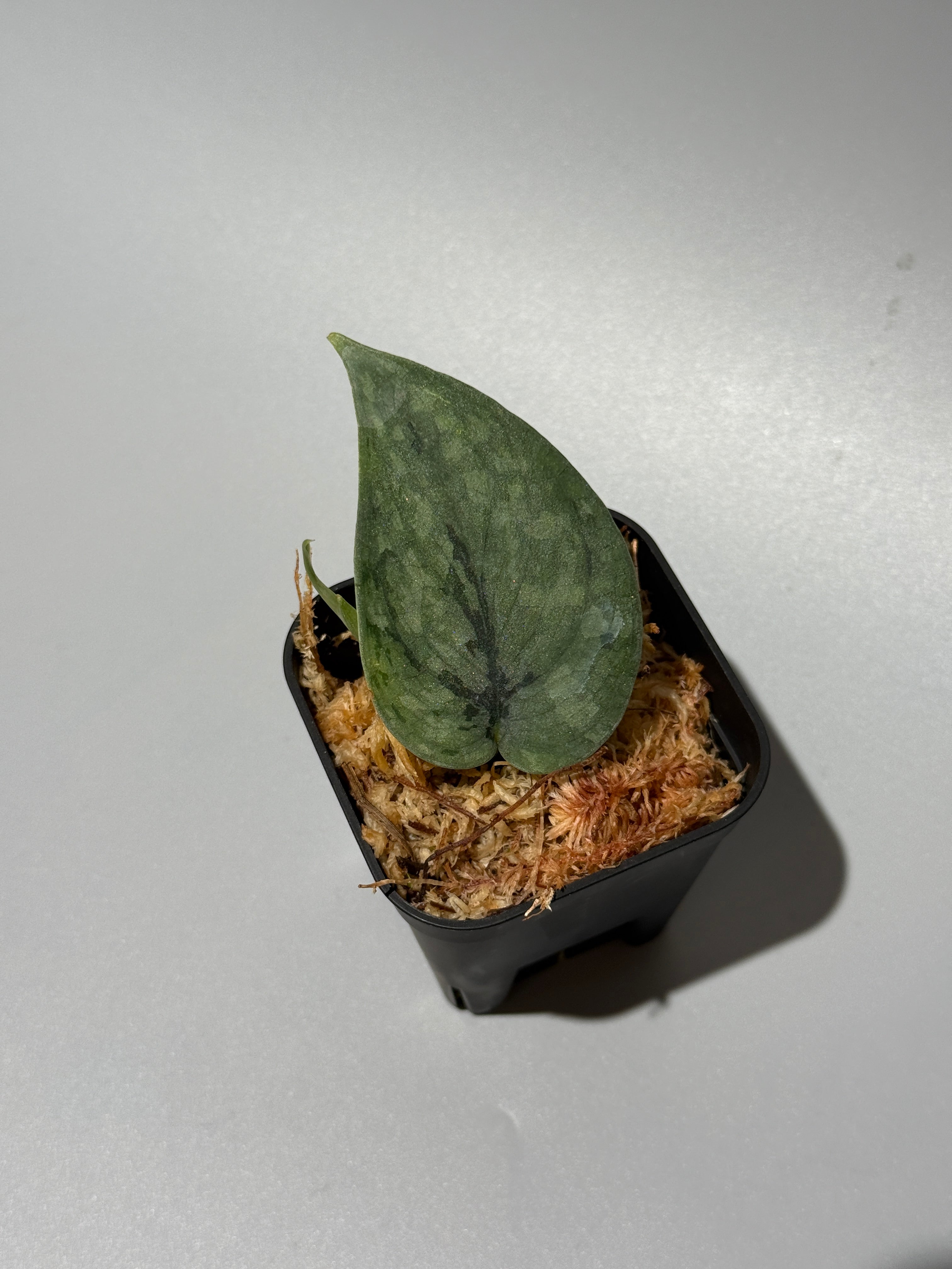 All Plants – Nakayama-Plants