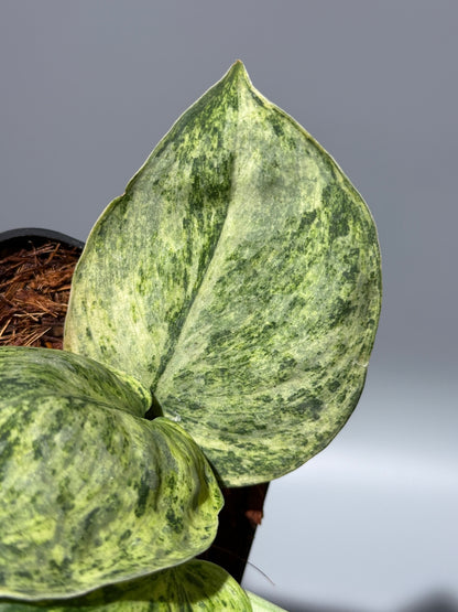 スキンダプサス テンバガ  / Scindapsus Tembaga (2)