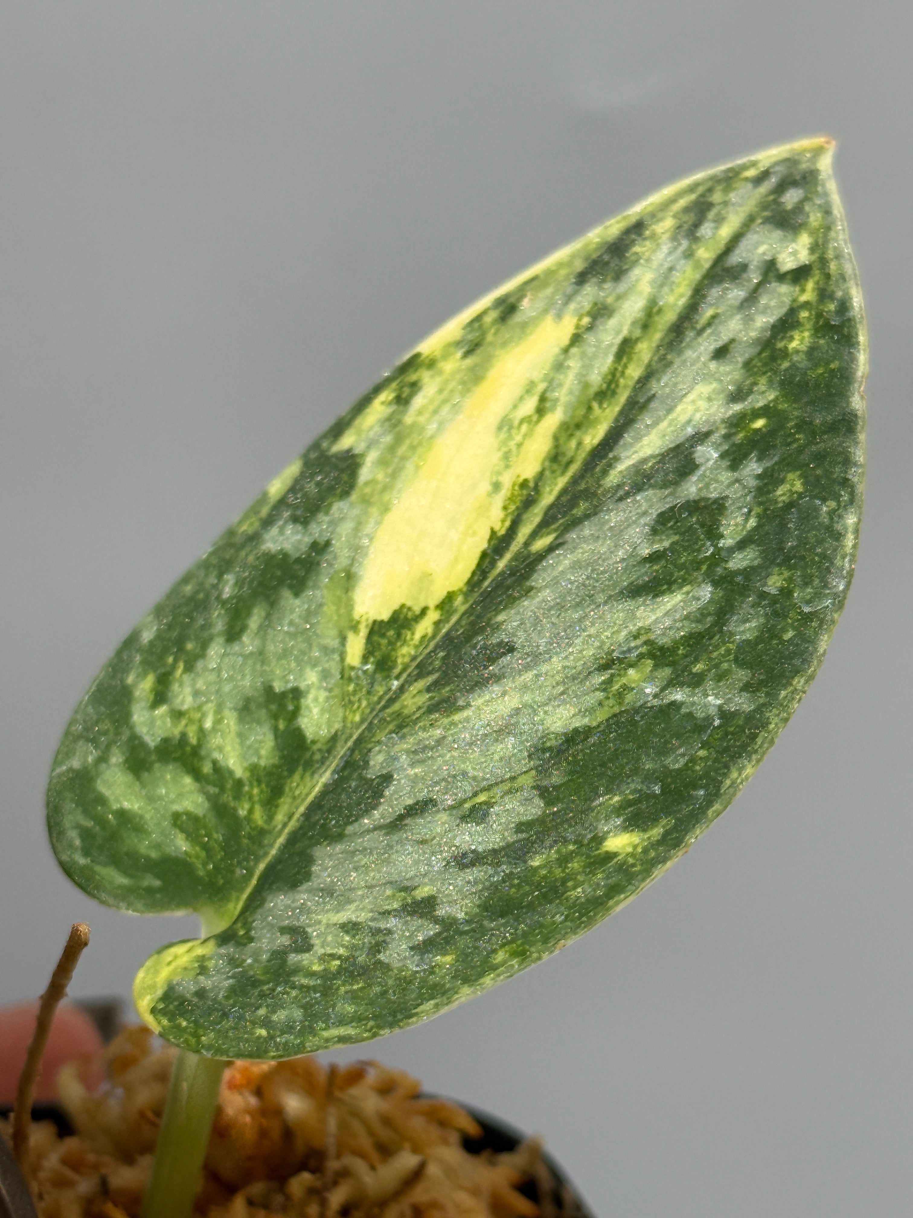スキンダプサス グリーン ダイヤモンド / Scindapsus Green diamond (1