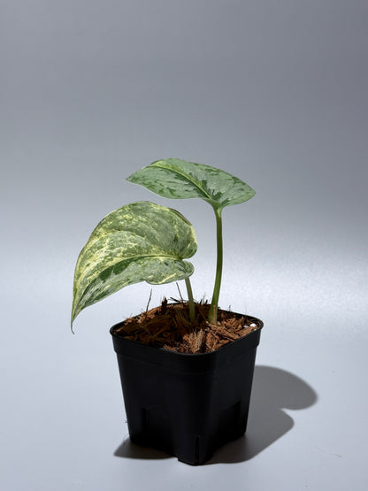 スキンダプサススーパームーン チリン / Scindapsus Supermoon tilung (1)