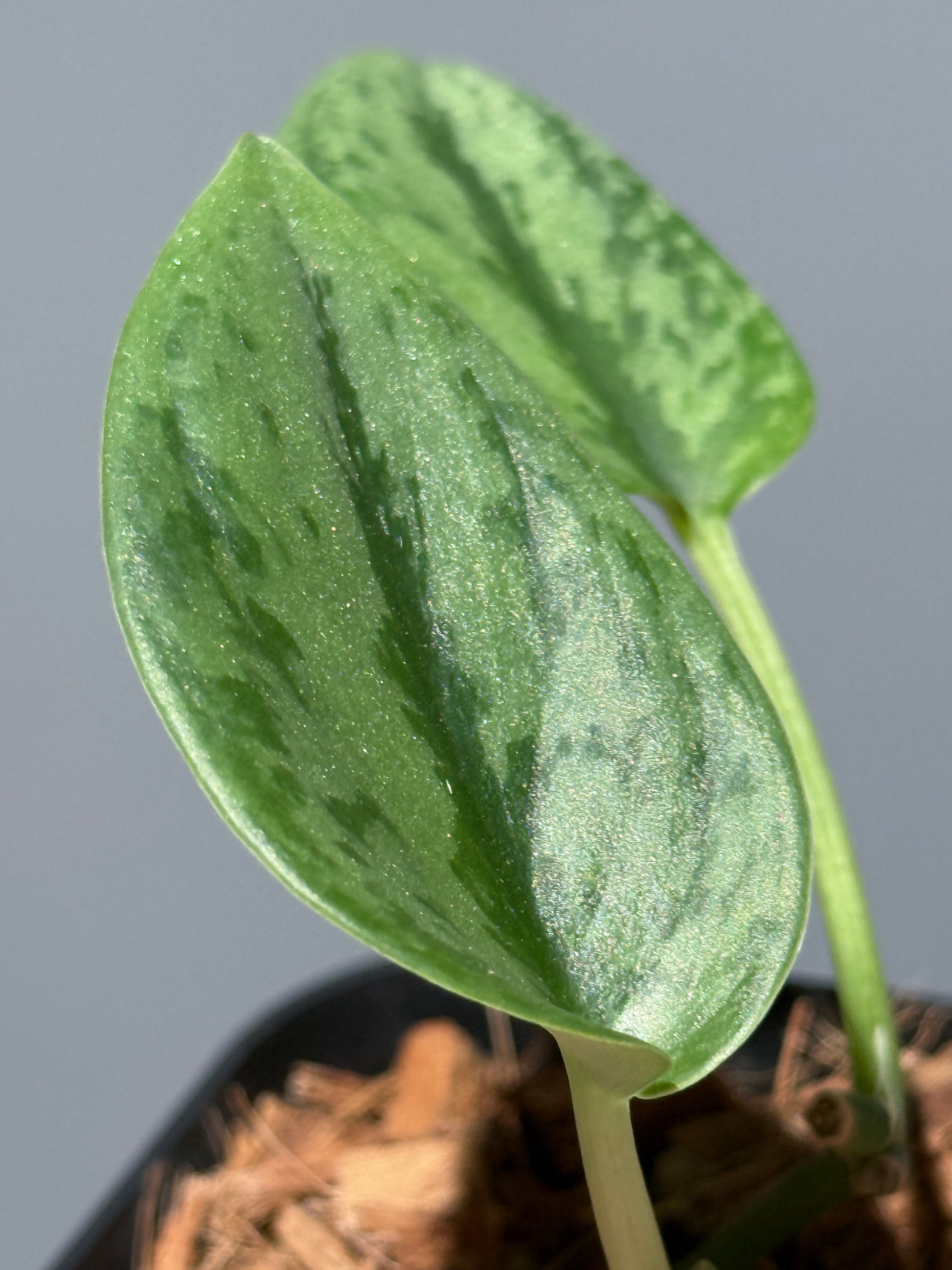 スキンダプサス グリーン アーミー / Scindapsus Green army (1)