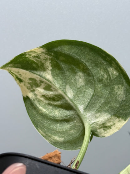 スキンダプサス マングライ / Scindapsus mangurai (2)