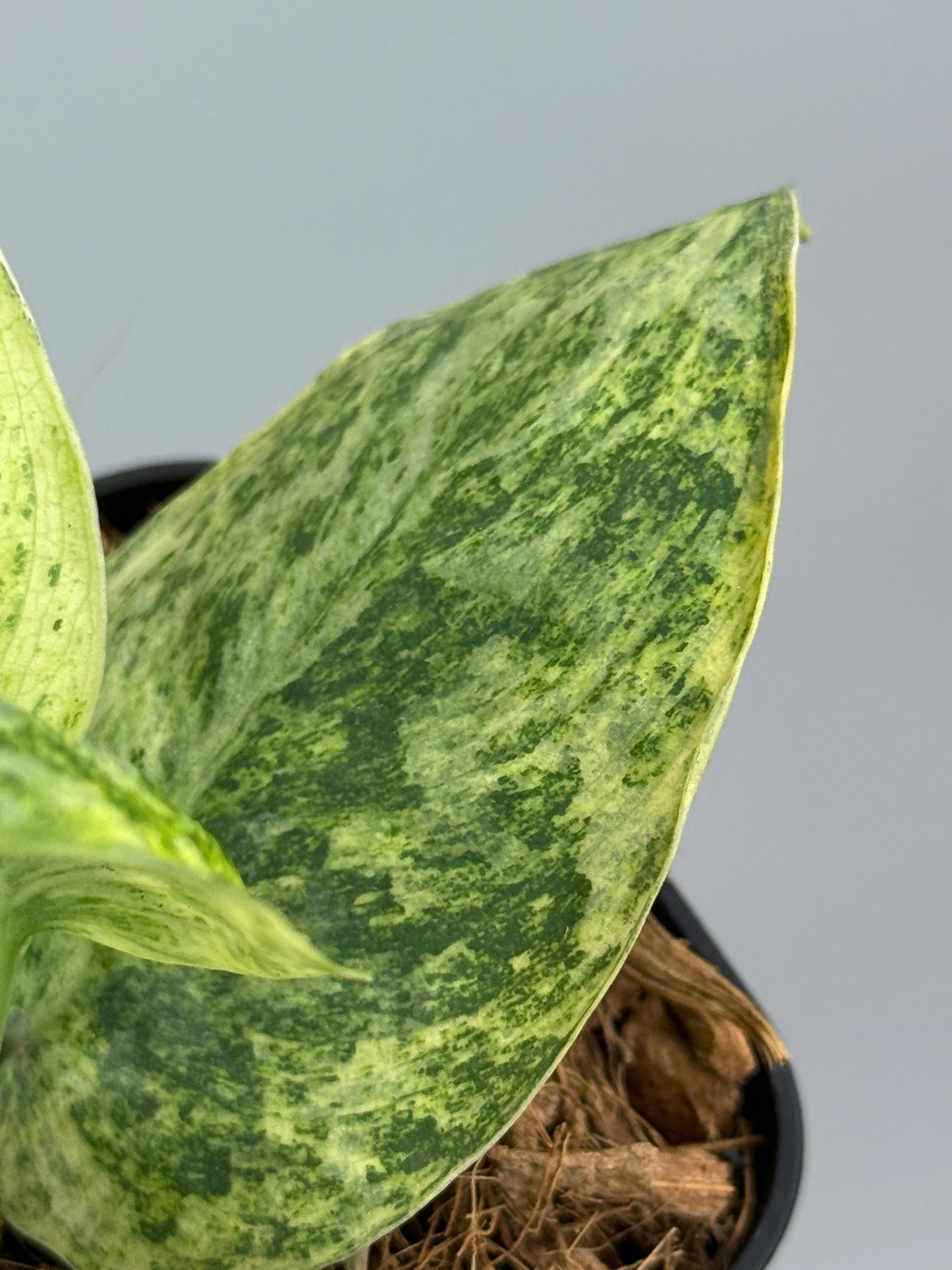 スキンダプサス テンバガ  / Scindapsus Tembaga (3)