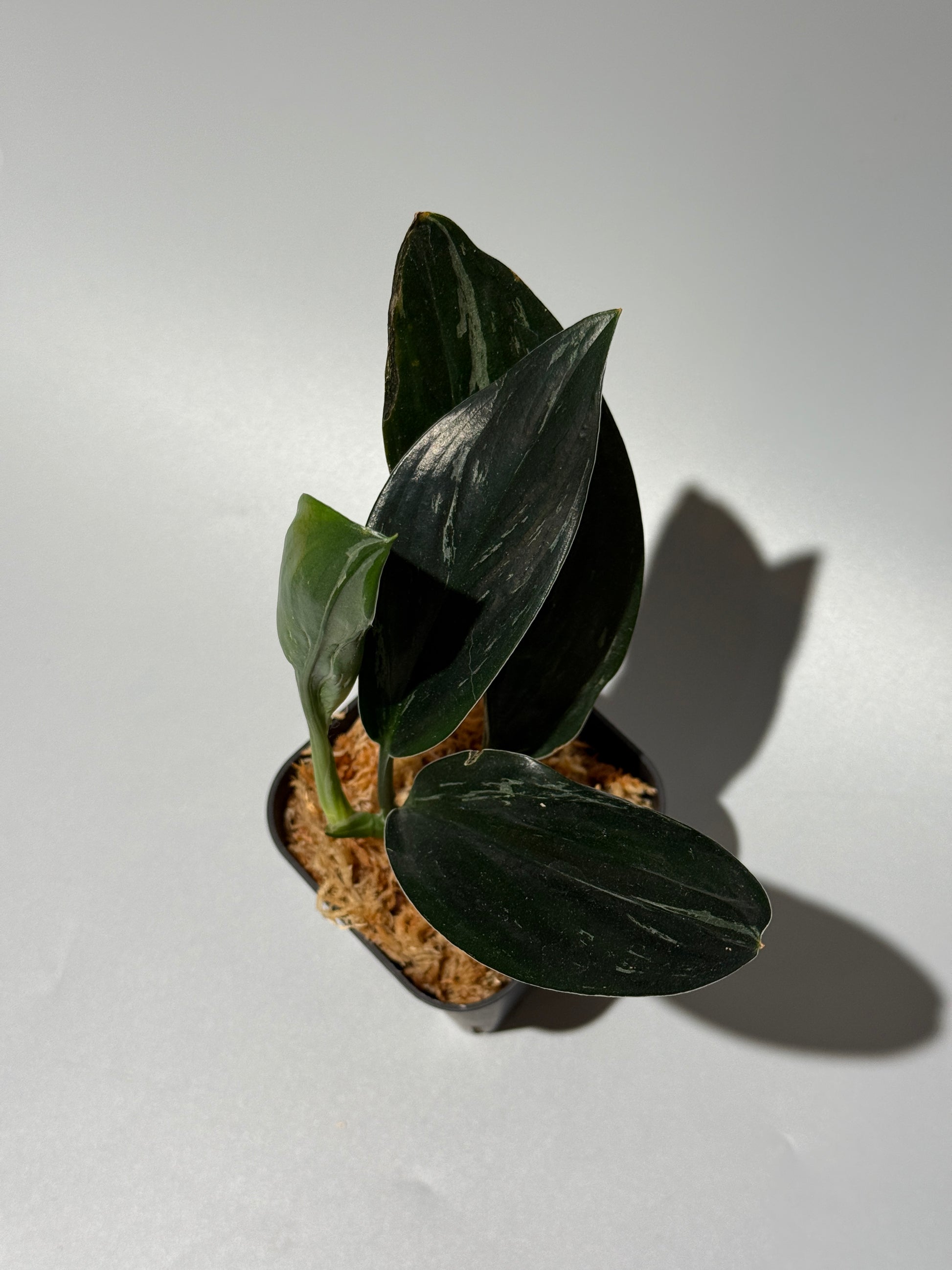 スキンダプサス トレビー ダークフォーム ミューテーション/Scindapsus Treubii darkform mutation (2)