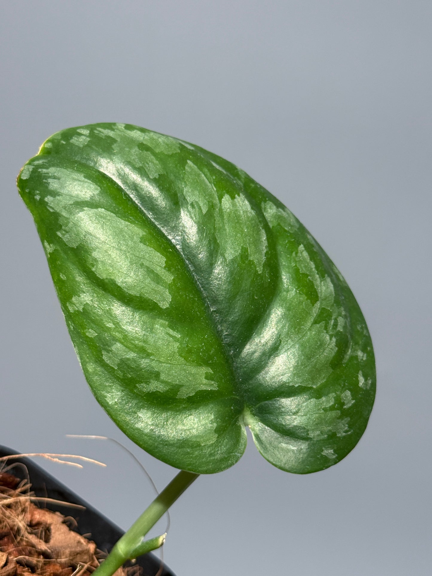 スキンダプサス エキゾチカ グローシ sp.サラワク / Scindapsus exotica glosy sp.serawak (2)