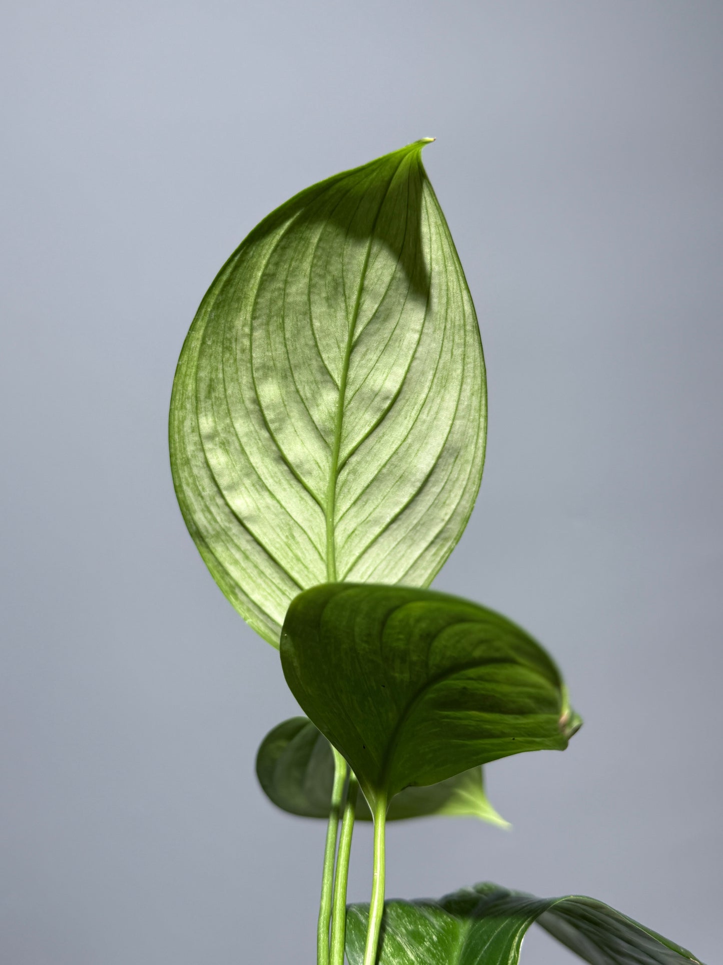 スキンダプサス ペラケンシス  / Scindapsus Perakensis (2)