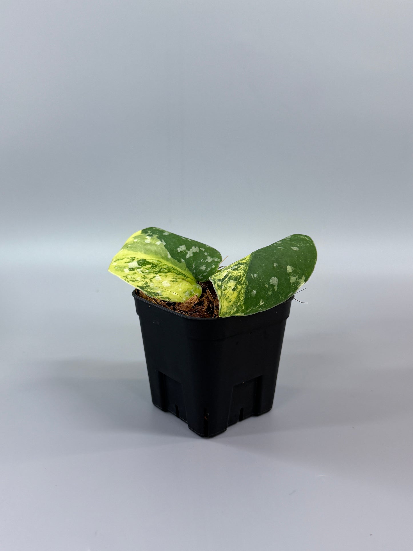 スキンダプサス ファンタジー / Scindapsus Fantasy (2)