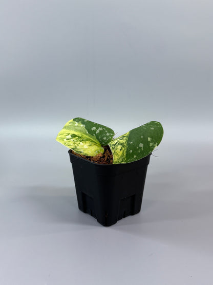 スキンダプサス ファンタジー / Scindapsus Fantasy (2)