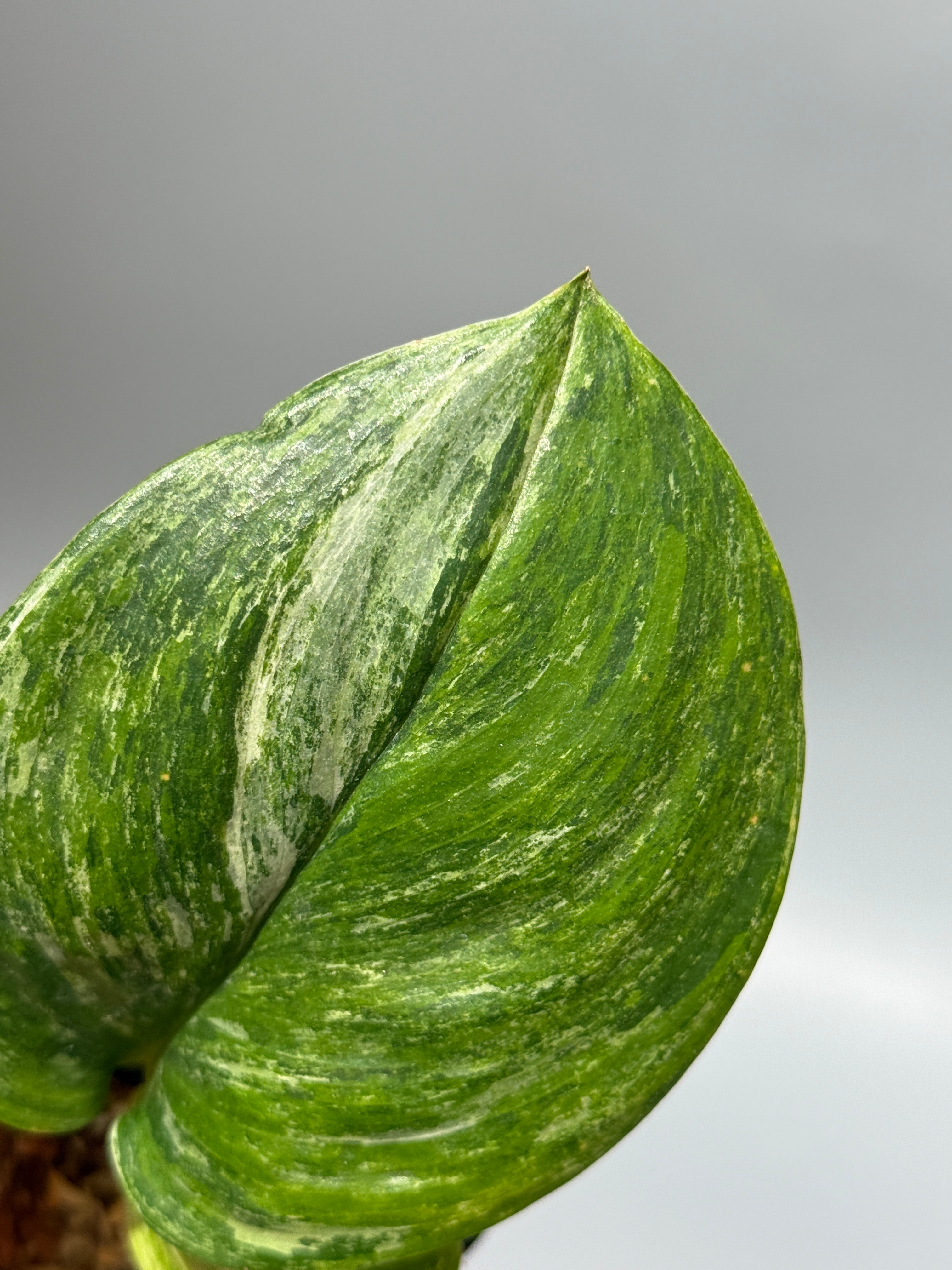 All Plants – Nakayama-Plants