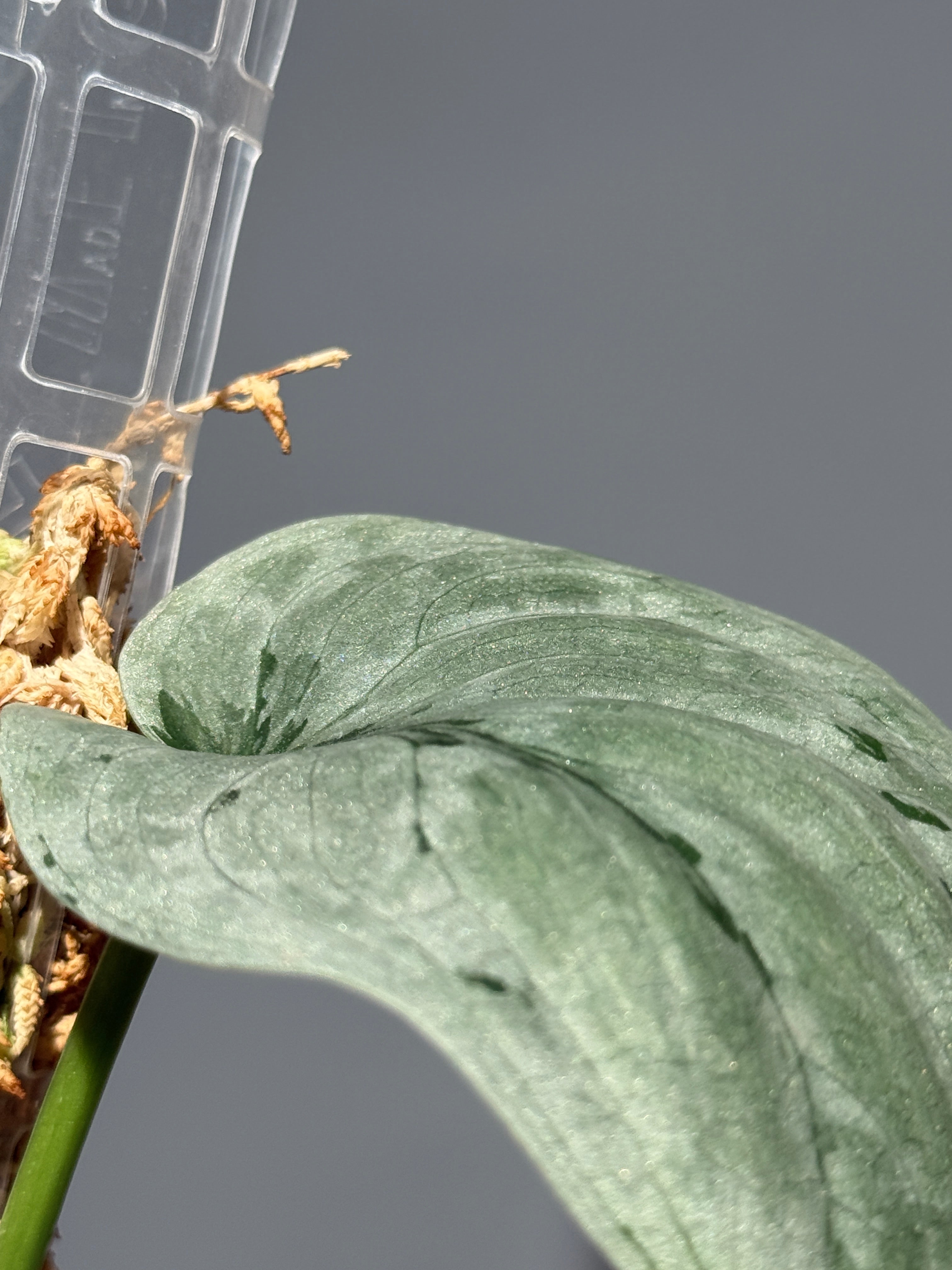 All Plants – Nakayama-Plants