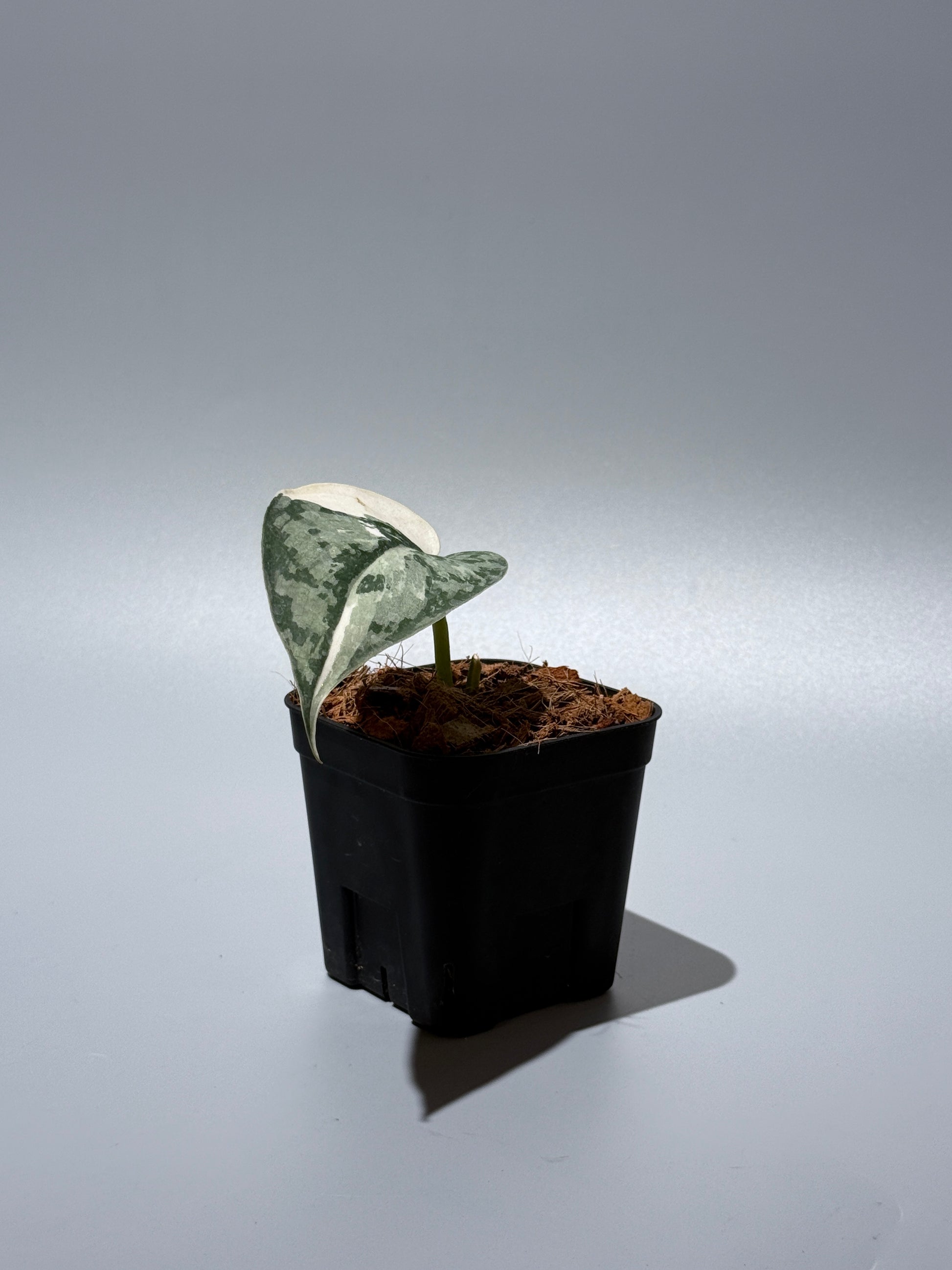 スキンダプサス マリポーサ / Scindapsus Mariposa(1)