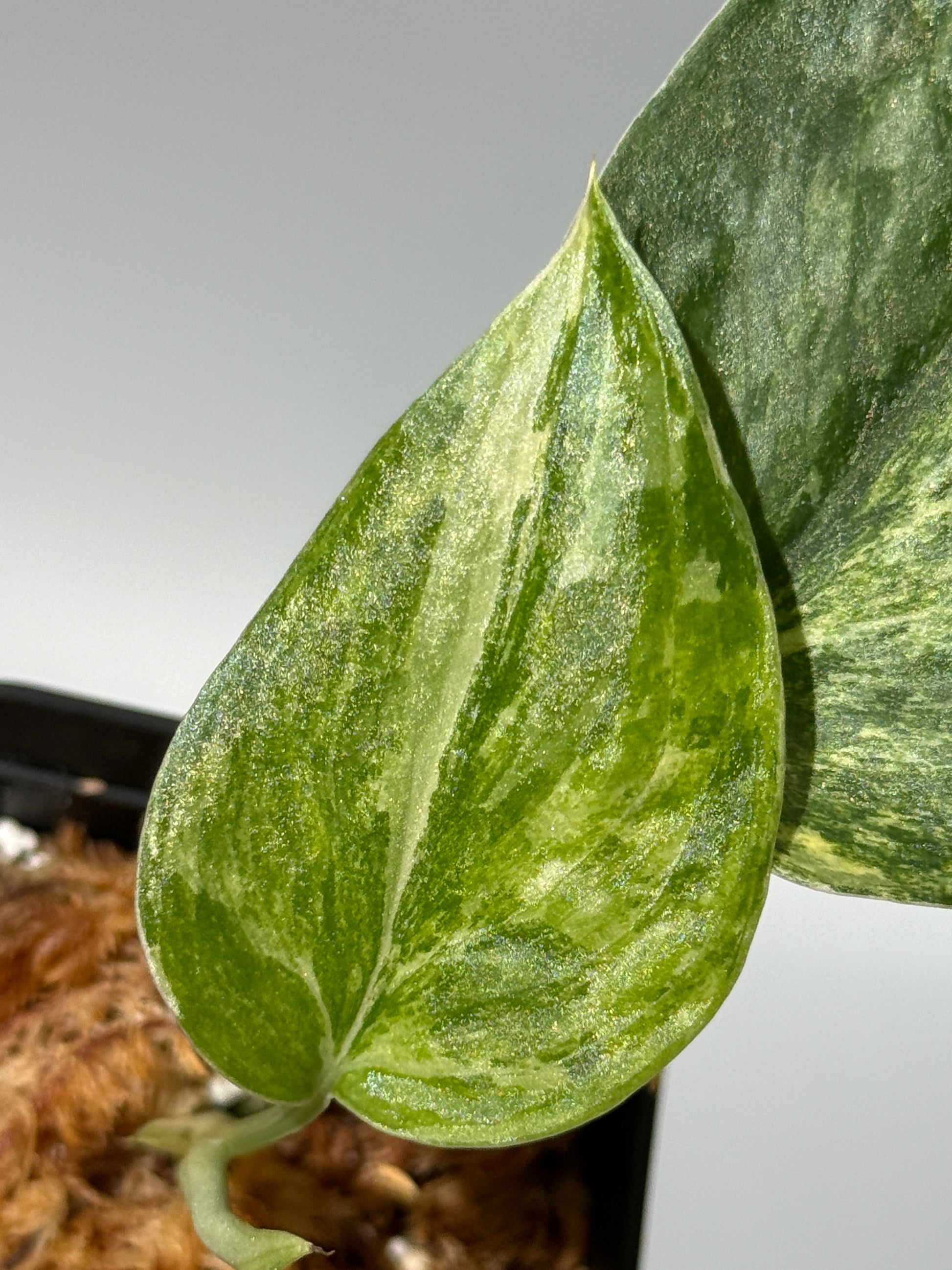 スキンダプサス エキゾチカ カーリー トリカラー  / Scindapsus Exotica curly toricolor (1)