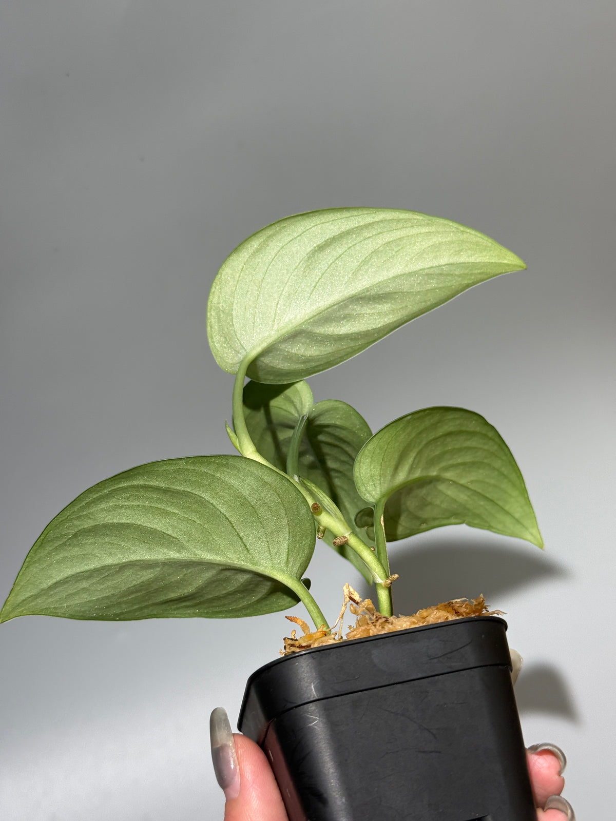 スキンダプサス グリーンベイン / Scindapsus Green vein (1)