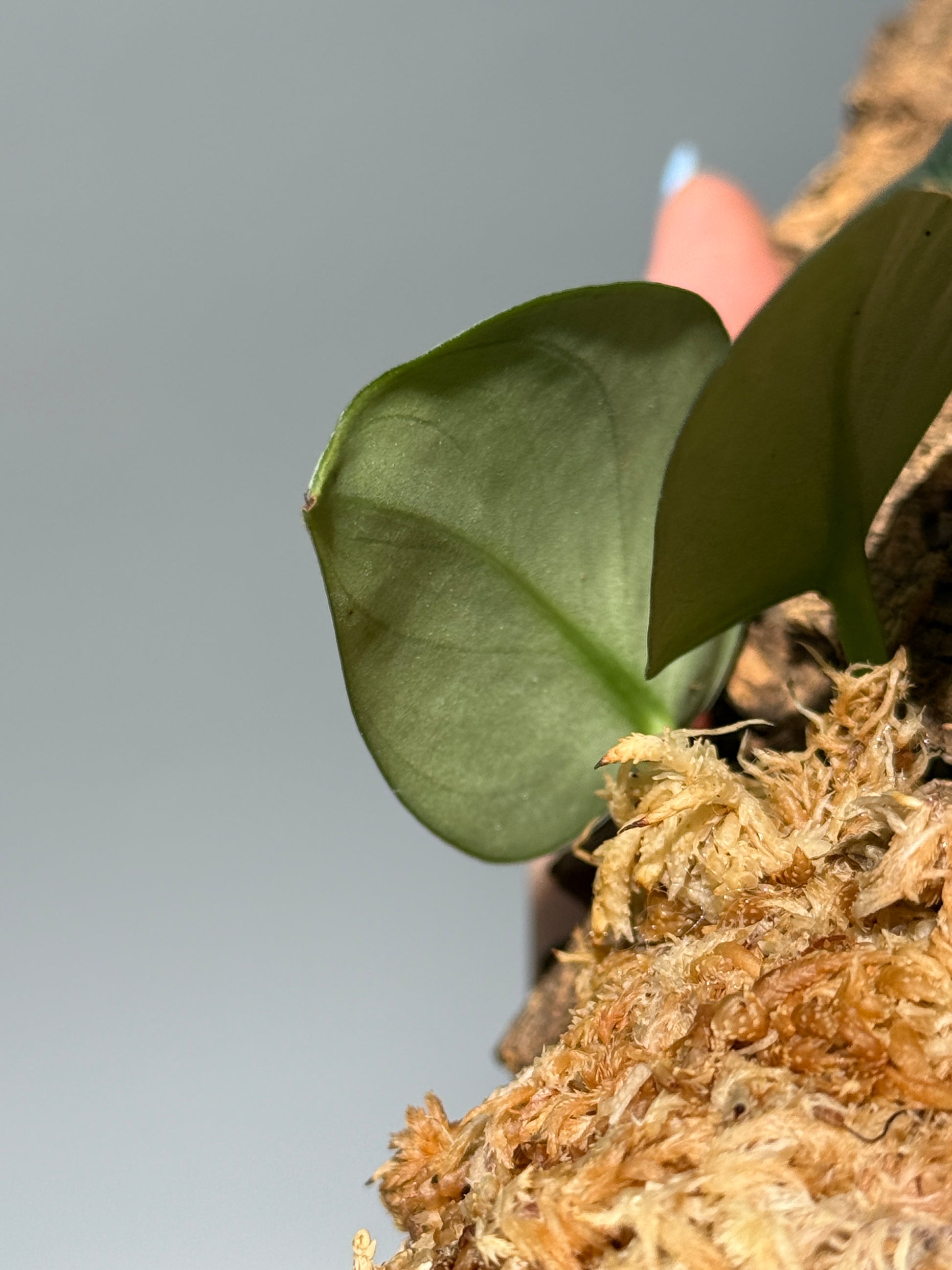 スキンダプサス Sp. カリマンタン / Scindapsus Sp.Kalimantan (C1)